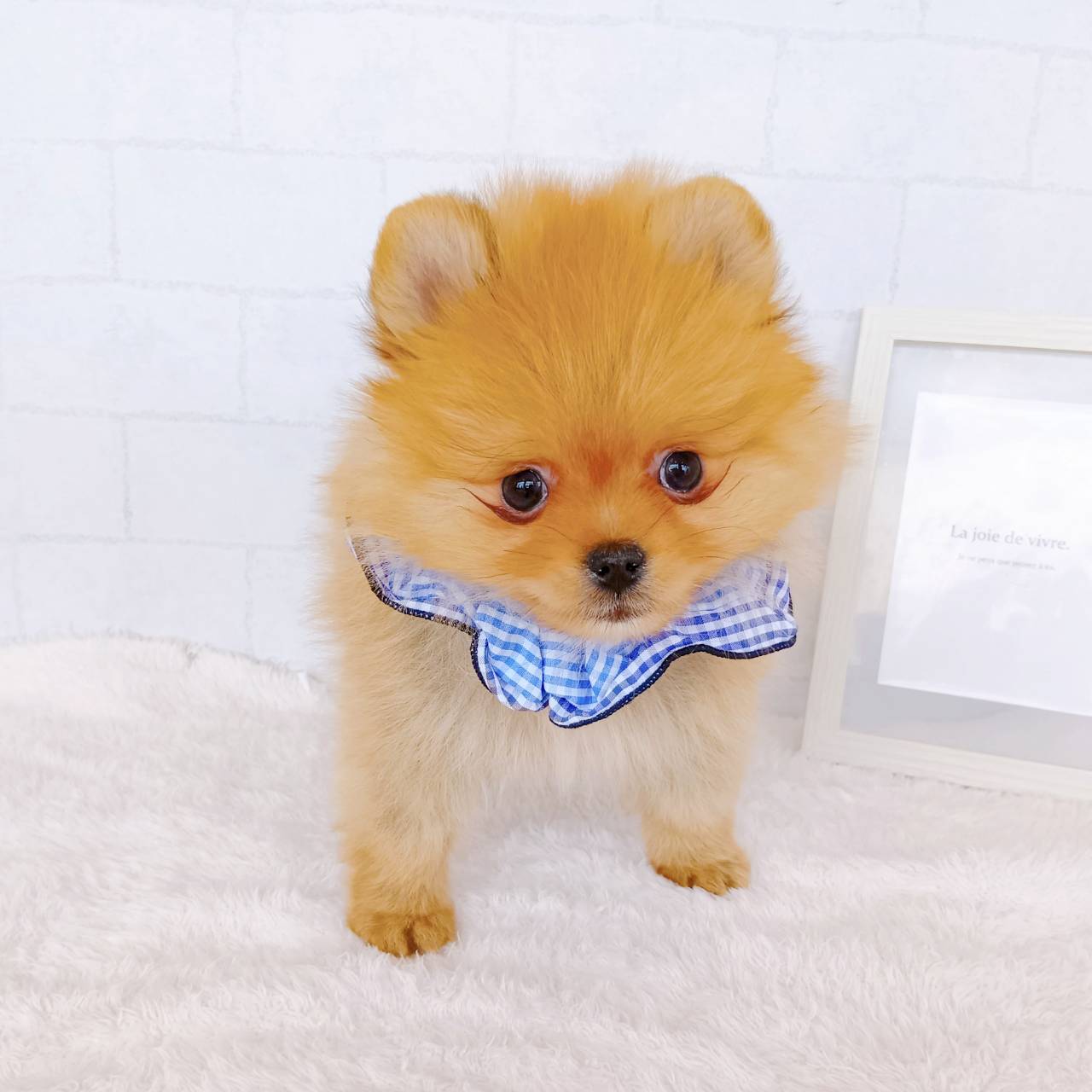 石川県のポメラニアン (犬の家＆猫の里金沢店/2026年1月21日生まれ/男の子/オレンジ)の子犬の1枚目の画像