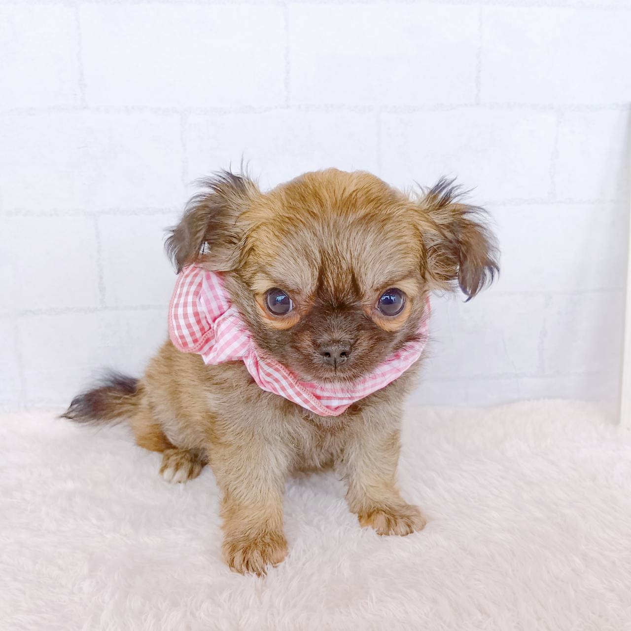 石川県のチワワ(ロング) (犬の家＆猫の里金沢店/2026年1月18日生まれ/女の子/フォーン)の子犬の1枚目の画像