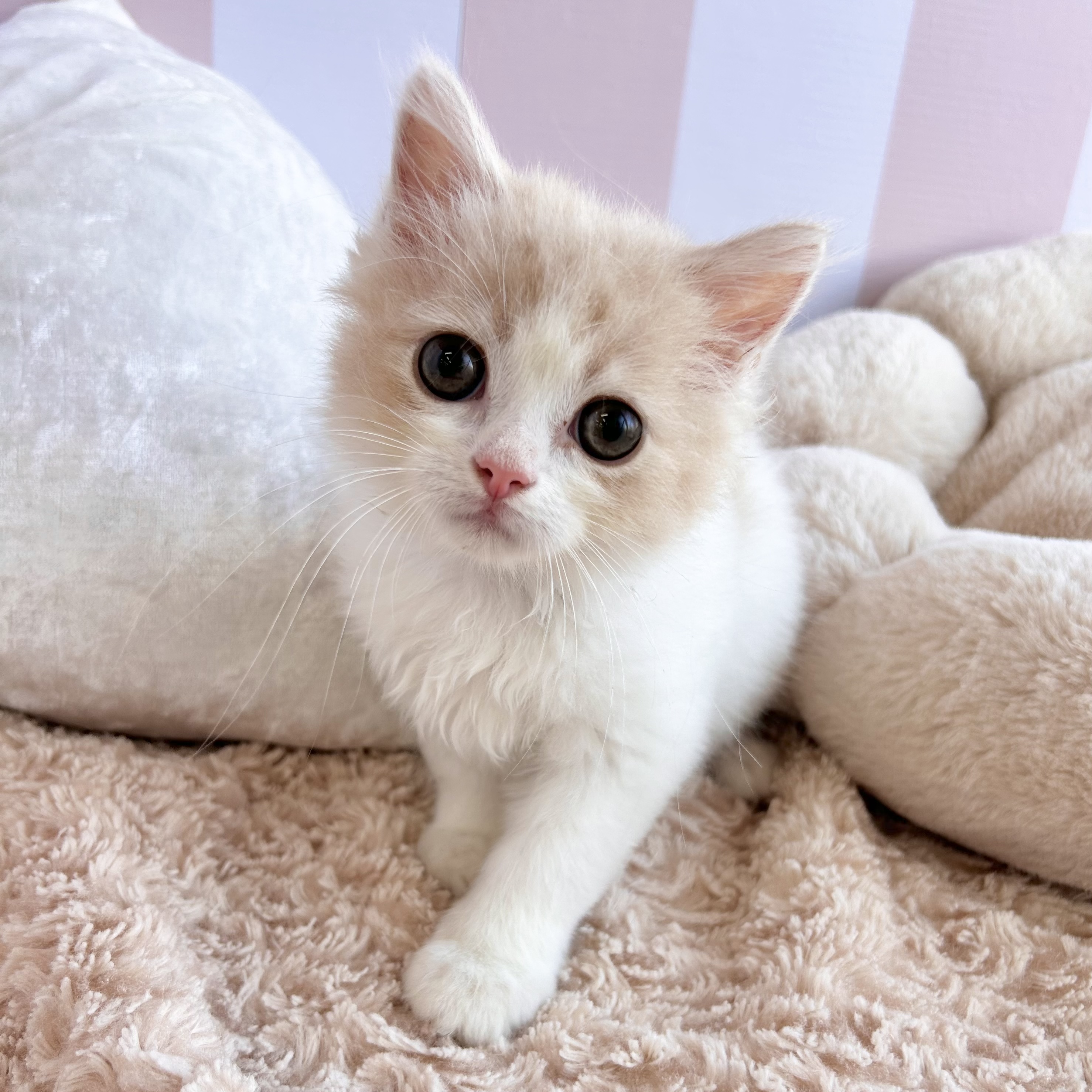 岡山県のスコティッシュストレート (犬の家＆猫の里倉敷中庄店/2025年8月8日生まれ/男の子/クリームタビーホワイト)の子猫の2枚目の画像