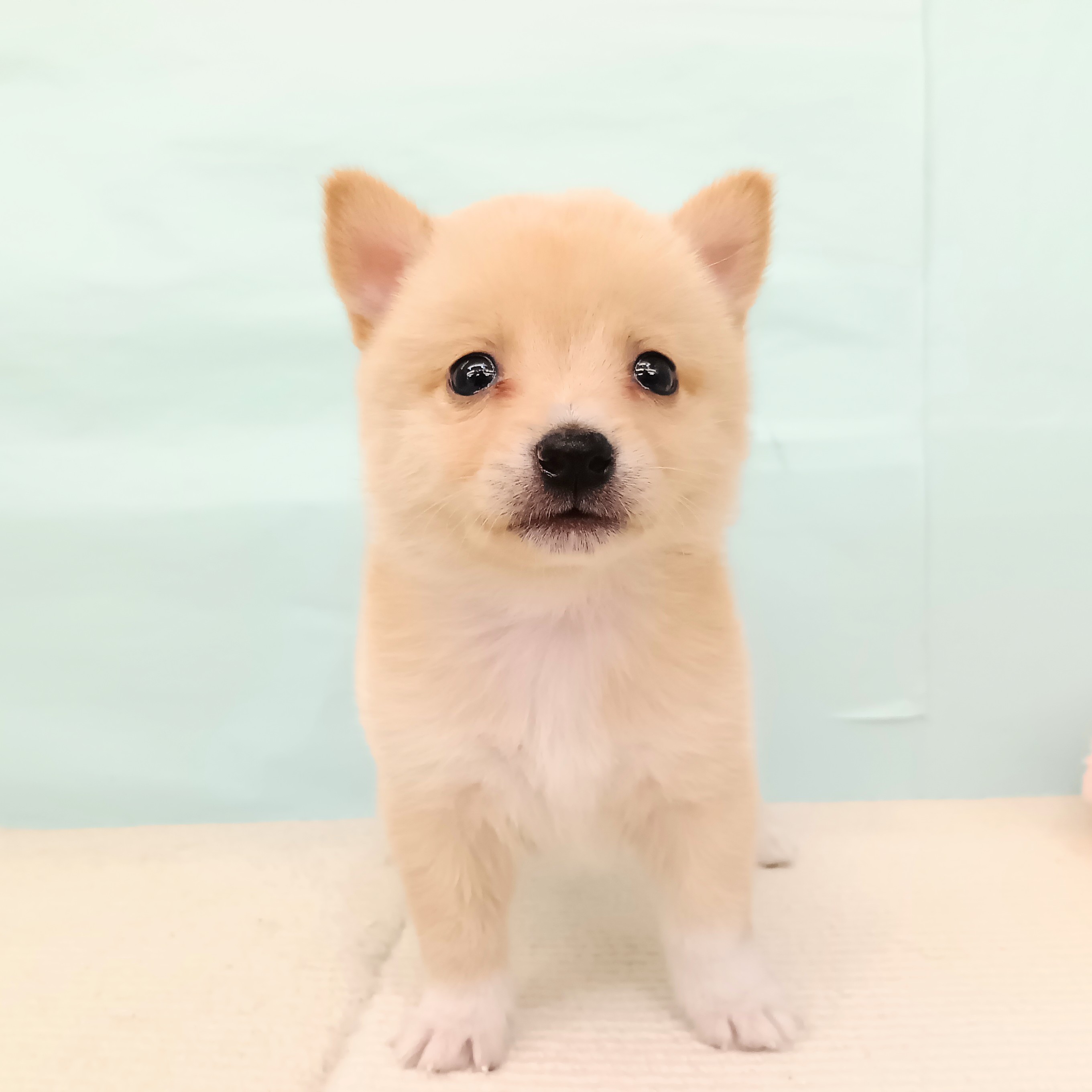 愛知県のチワ柴/柴チワ/チワシバ(チワワ×柴) (犬の家＆猫の里春日井本店/2025年5月18日生まれ/男の子/白)の子犬の1枚目の画像
