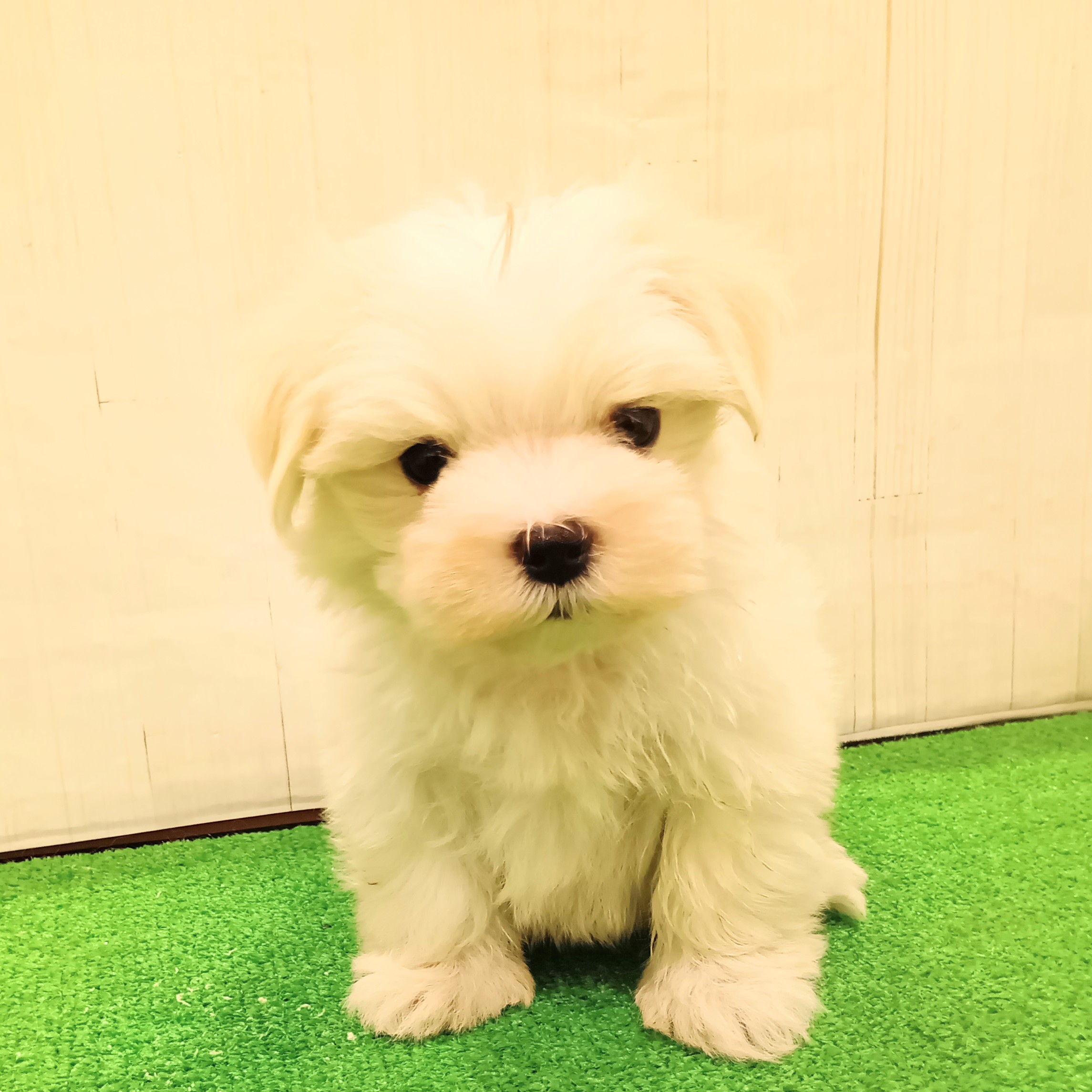 三重県のマルチーズ (犬の家＆猫の里三重桑名店/2025年5月24日生まれ/男の子/ホワイト)の子犬の1枚目の画像
