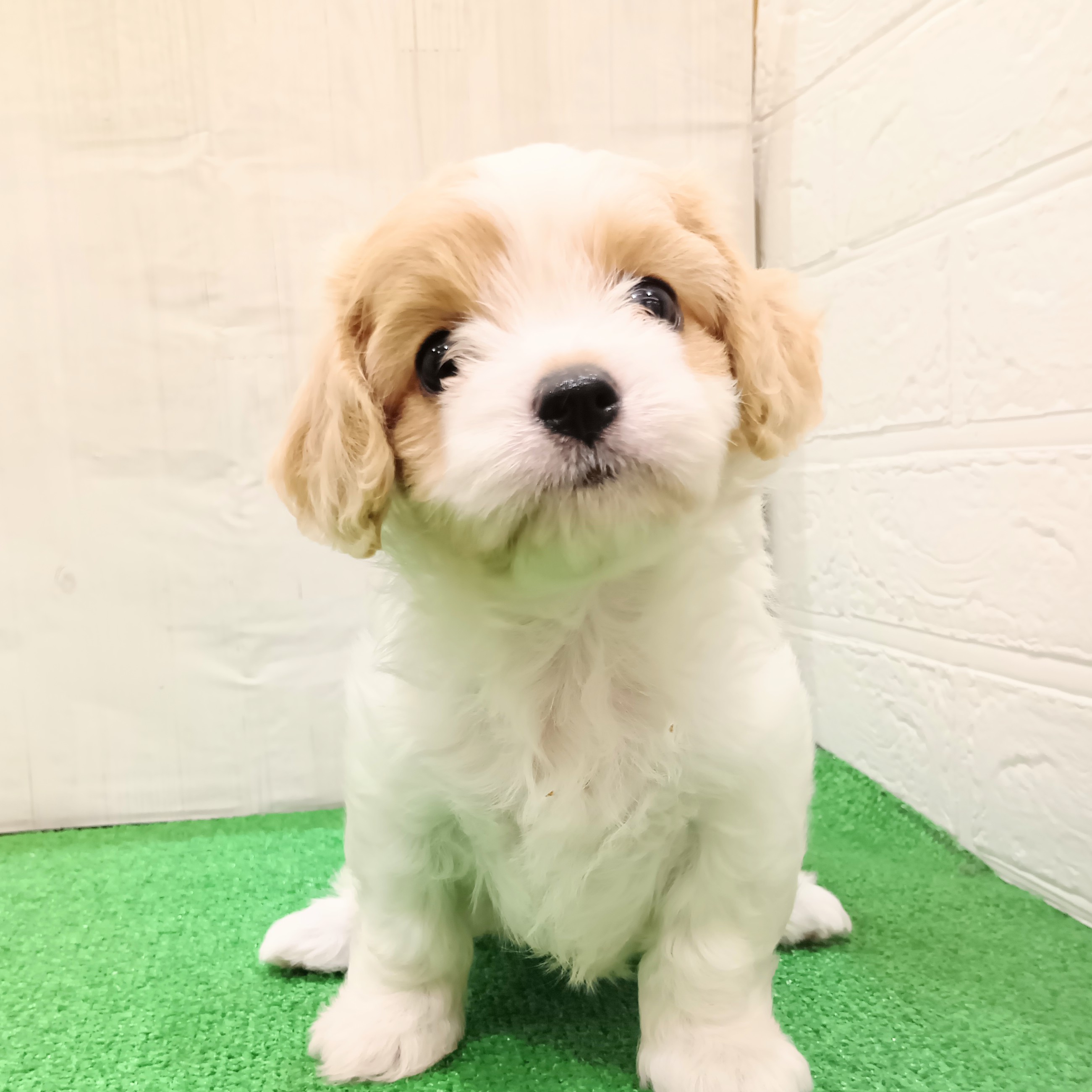 三重県のハーフ犬・ミックス犬 (犬の家＆猫の里三重桑名店/2025年5月22日生まれ/女の子/ブレンハイム)の子犬の1枚目の画像