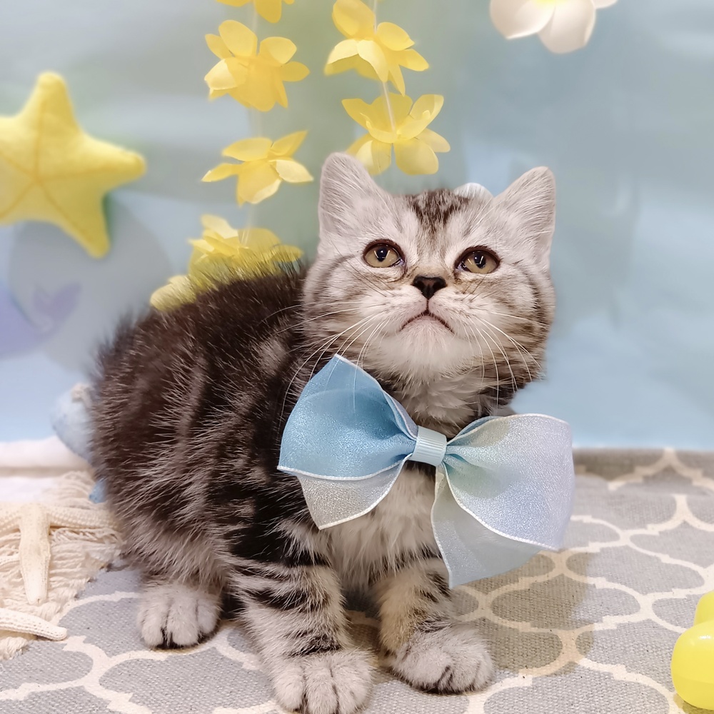 静岡県のマンチカン (犬の家＆猫の里富士店/2025年5月21日生まれ/男の子/シルバータビー)の子猫の1枚目の画像