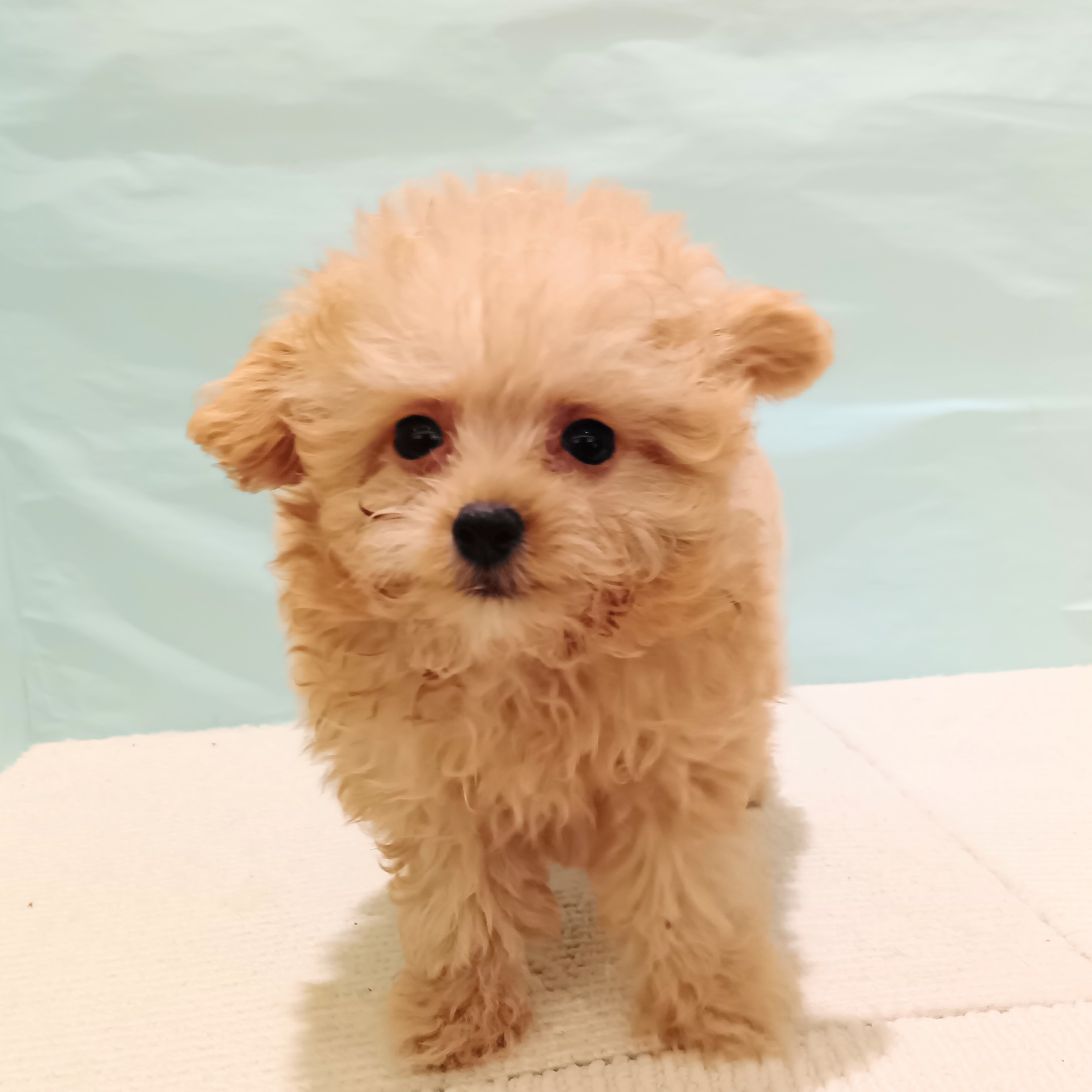 愛知県のポメプー(ポメラニアン×プードル) (犬の家＆猫の里春日井本店/2025年5月28日生まれ/男の子/アプリコット)の子犬の1枚目の画像
