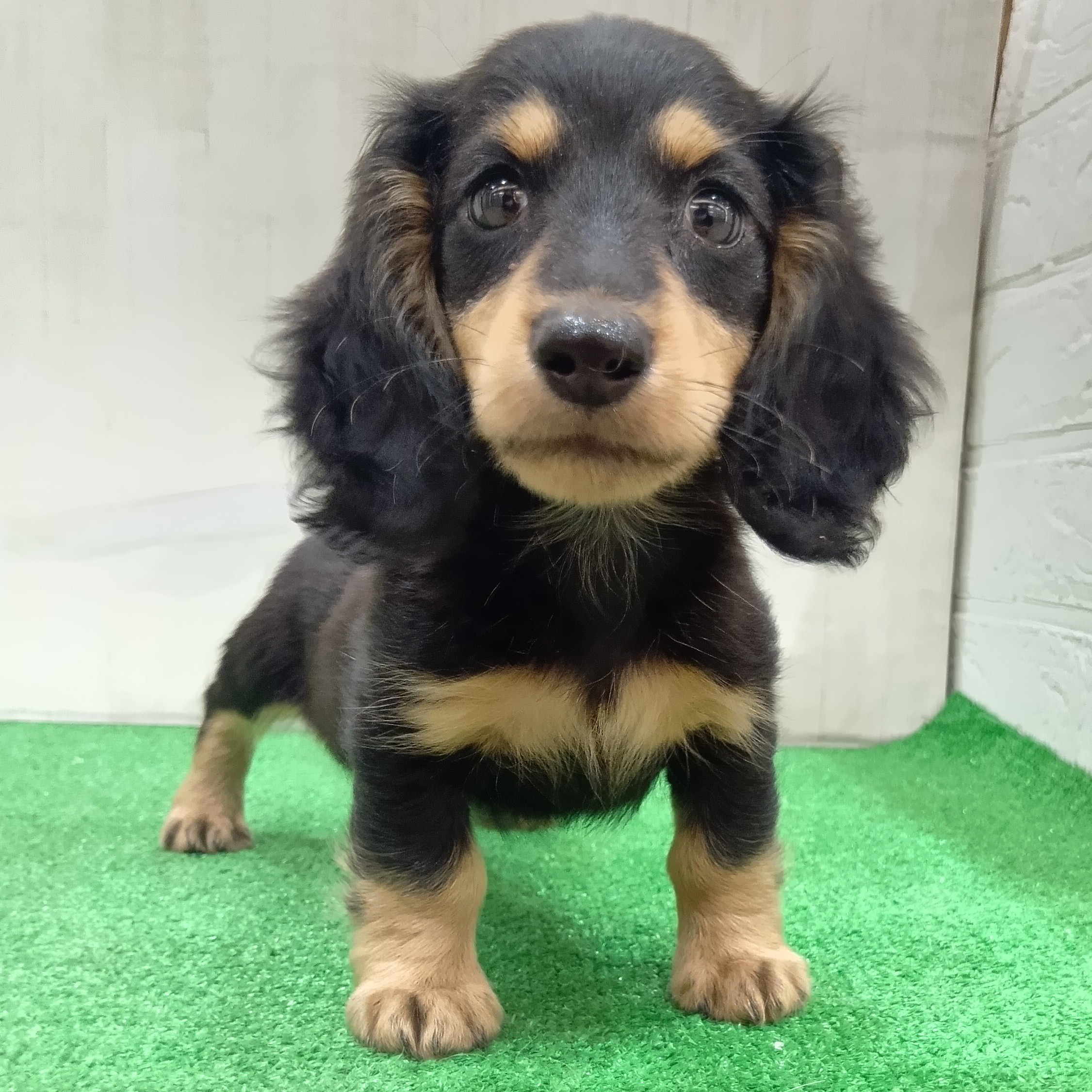 愛知県のミニチュアダックスフンド(ロング) (犬の家＆猫の里豊田店/2025年6月4日生まれ/男の子/ブラックイエロー)の子犬の2枚目の画像