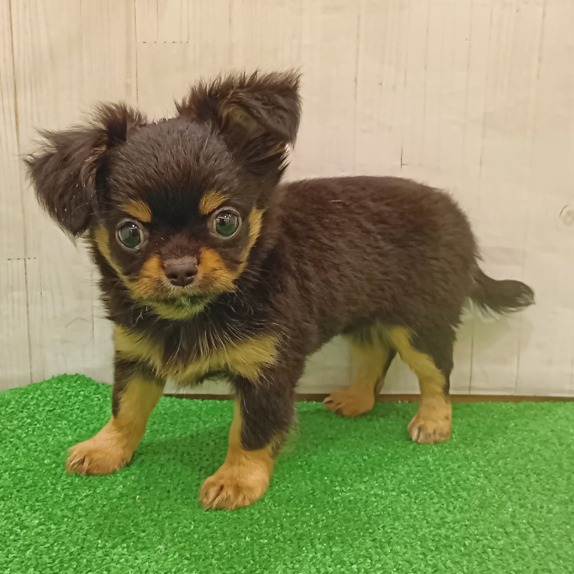 三重県のチワワ(ロング) (犬の家＆猫の里三重桑名店/2025年6月13日生まれ/女の子/ブラックタン)の子犬の1枚目の画像