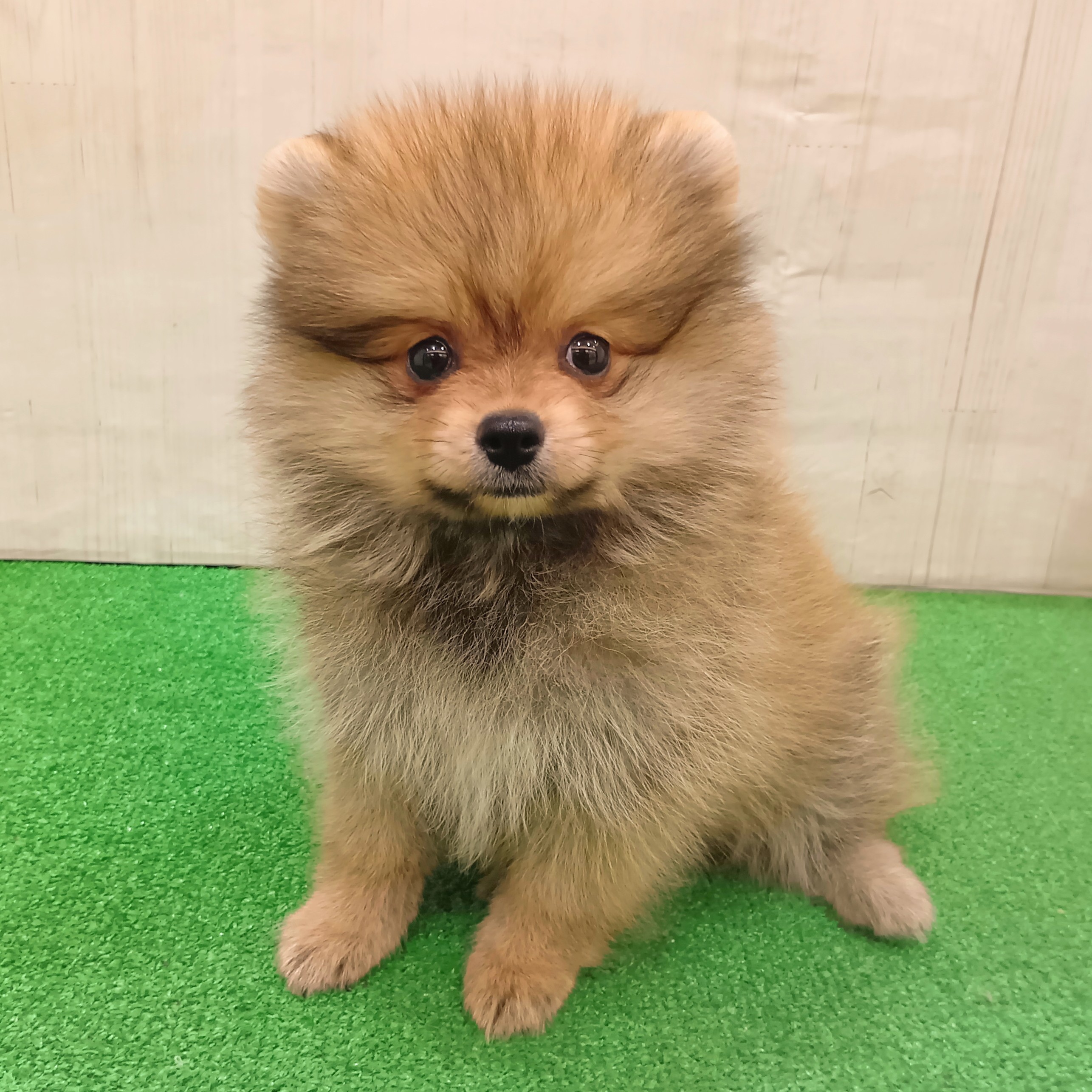 三重県のポメラニアン (犬の家＆猫の里三重桑名店/2025年6月14日生まれ/女の子/オレンジ)の子犬の1枚目の画像