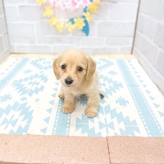 静岡県のミニチュアダックスフンド(ロング) (犬の家＆猫の里プレ葉ウォーク浜北店/2025年6月16日生まれ/女の子/イエロー)の子犬の2枚目の画像