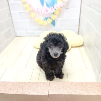 静岡県のトイプードル(トイ) (犬の家＆猫の里プレ葉ウォーク浜北店/2025年6月16日生まれ/男の子/シルバー)の子犬の1枚目の画像
