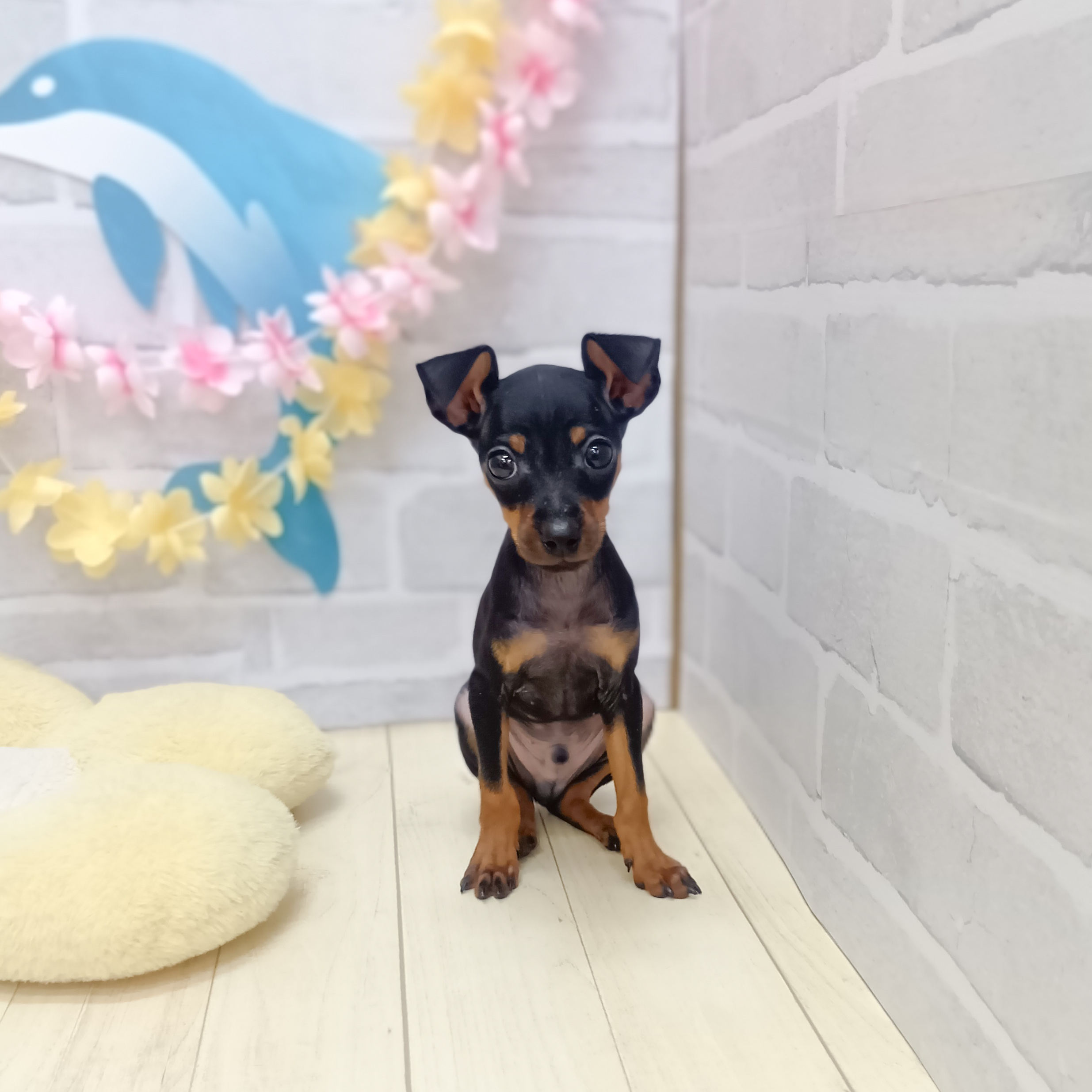 静岡県のミニチュアピンシャー (犬の家＆猫の里プレ葉ウォーク浜北店/2025年6月12日生まれ/男の子/ブラックタン)の子犬の1枚目の画像