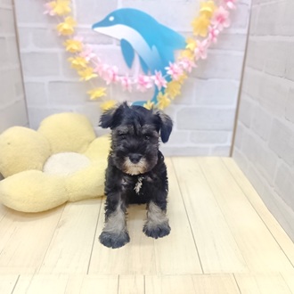 静岡県のミニチュアシュナウザー (犬の家＆猫の里プレ葉ウォーク浜北店/2025年6月15日生まれ/男の子/ソルトペッパー)の子犬の1枚目の画像