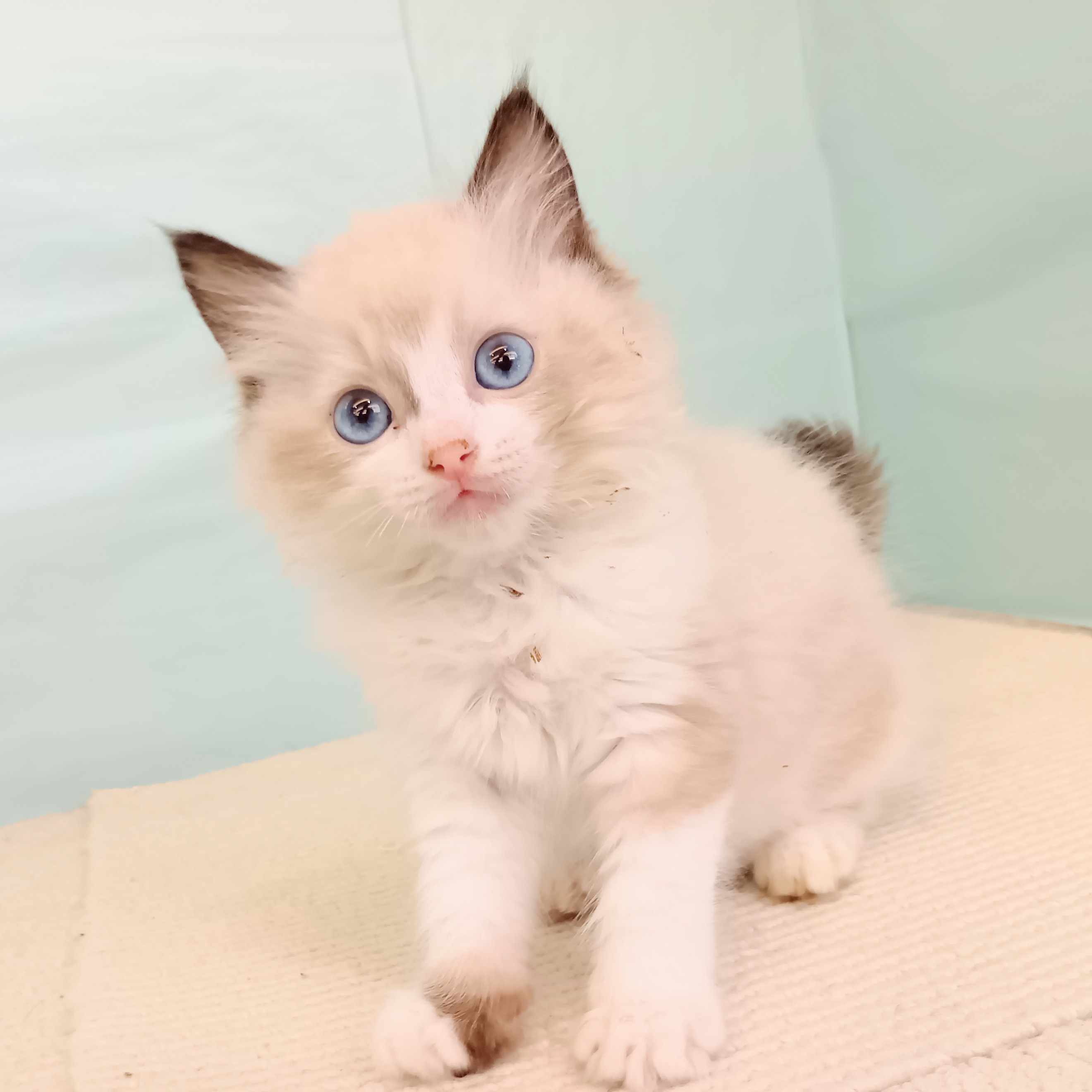 愛知県のラグドール (犬の家＆猫の里春日井本店/2025年6月21日生まれ/男の子/シールポイントバイカラー)の子猫の1枚目の画像