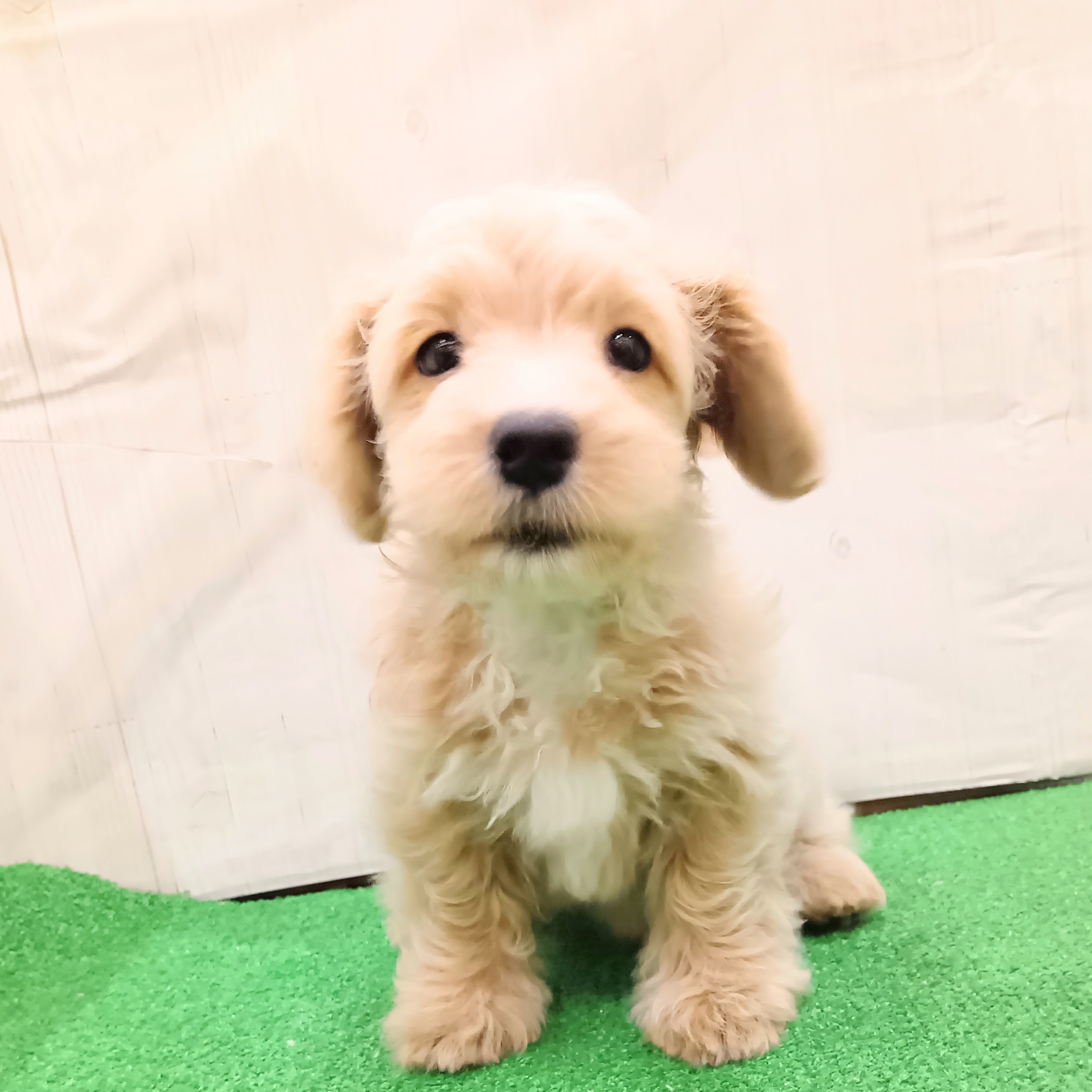 三重県のマルプー(マルチーズ×プードル) (犬の家＆猫の里三重桑名店/2025年7月17日生まれ/男の子/クリームホワイト)の子犬の1枚目の画像