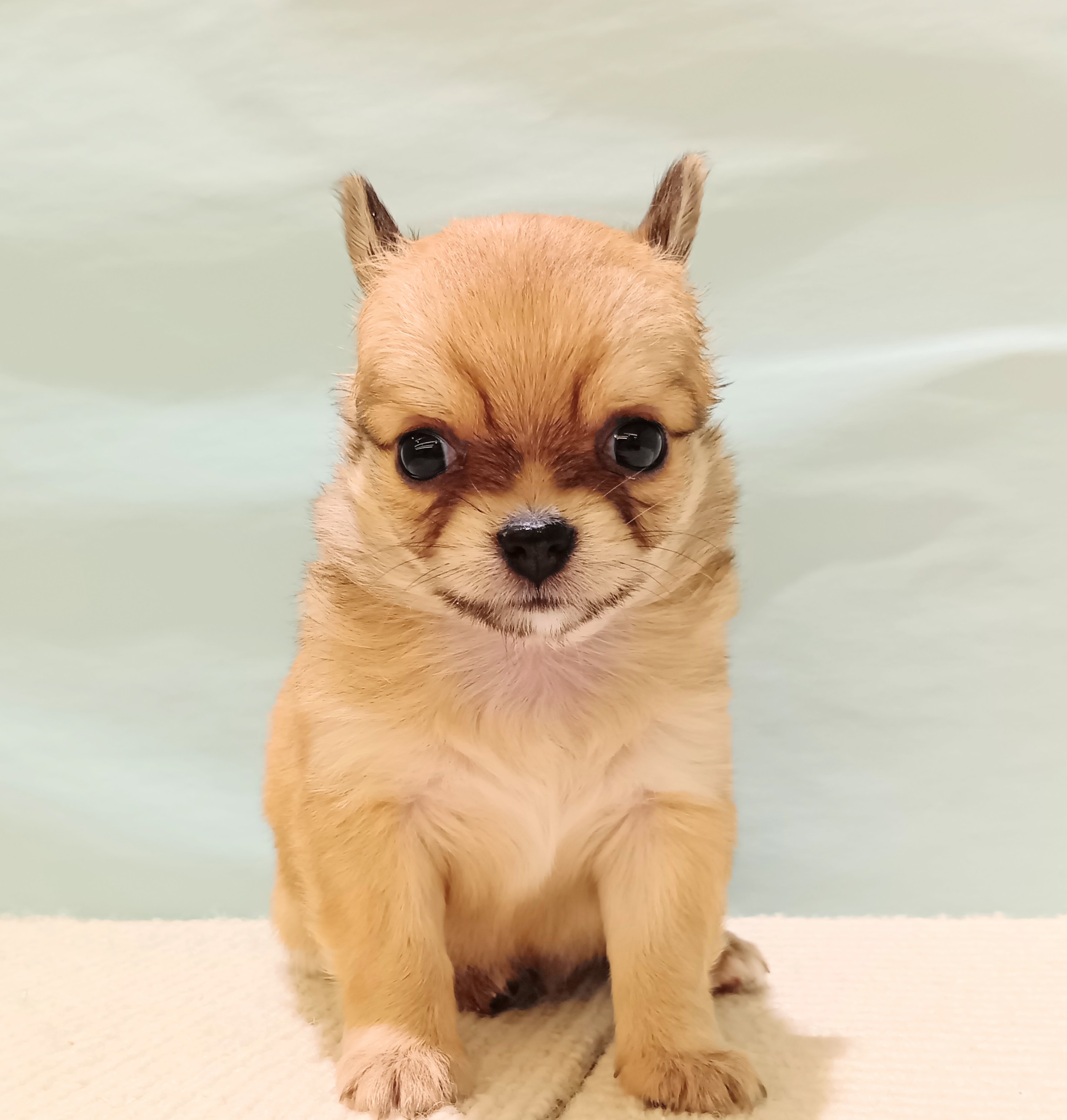 愛知県のチワワ(ロング) (犬の家＆猫の里春日井本店/2025年7月21日生まれ/女の子/フォーン)の子犬の1枚目の画像