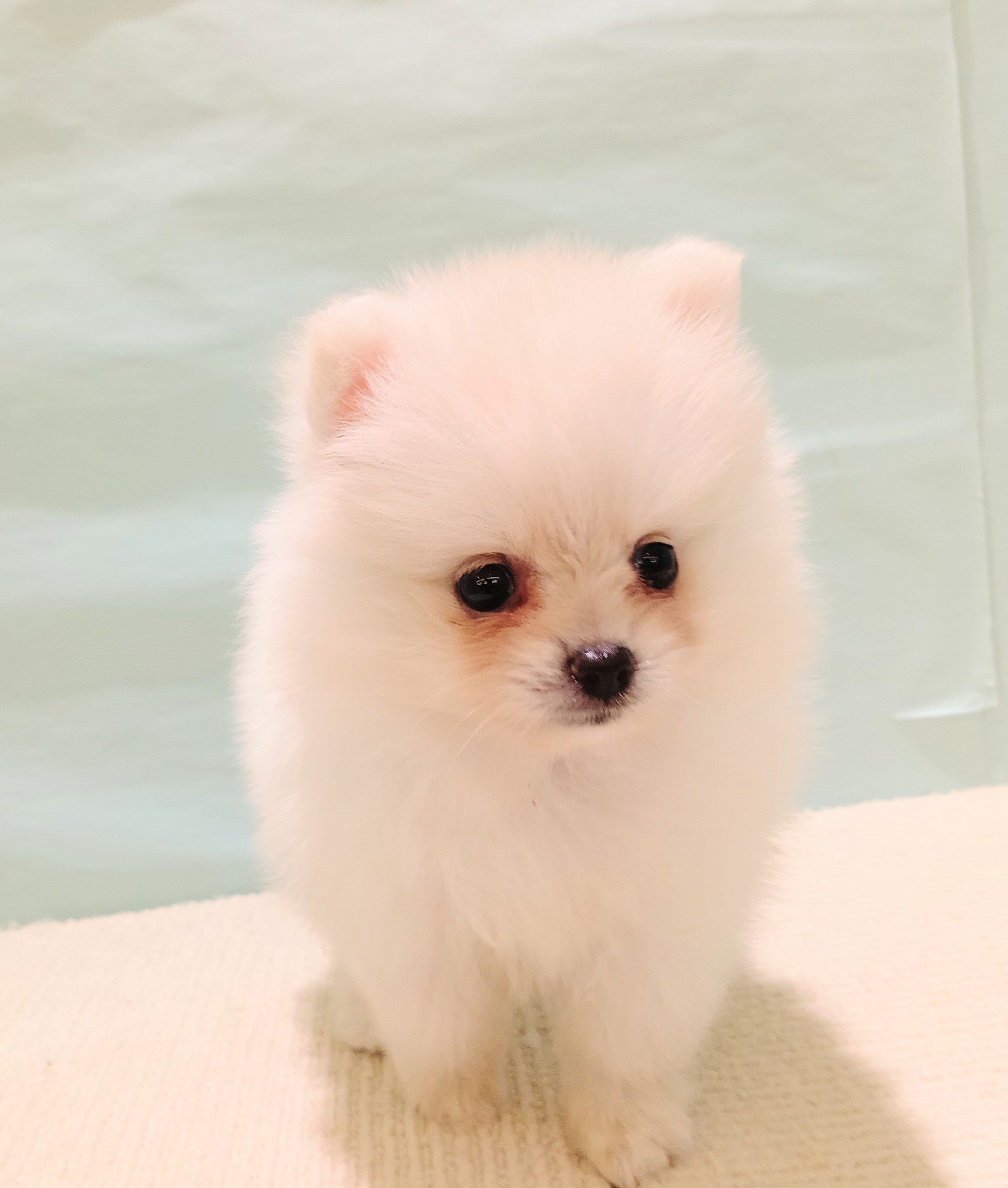 愛知県のポメラニアン (犬の家＆猫の里春日井本店/2025年7月19日生まれ/女の子/クリーム)の子犬の1枚目の画像