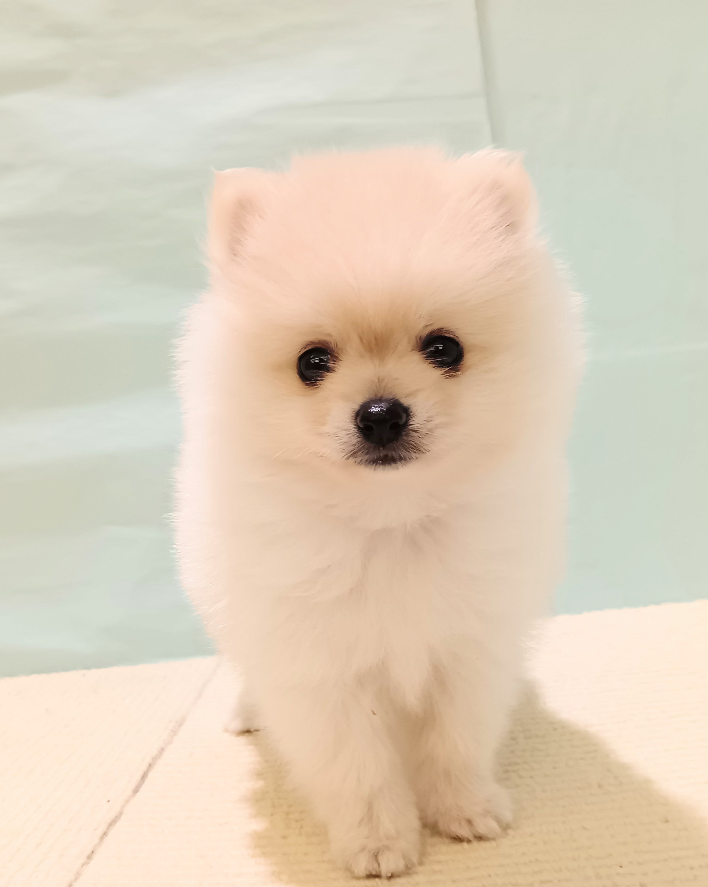 愛知県のポメラニアン (犬の家＆猫の里春日井本店/2025年7月21日生まれ/男の子/クリーム)の子犬の1枚目の画像