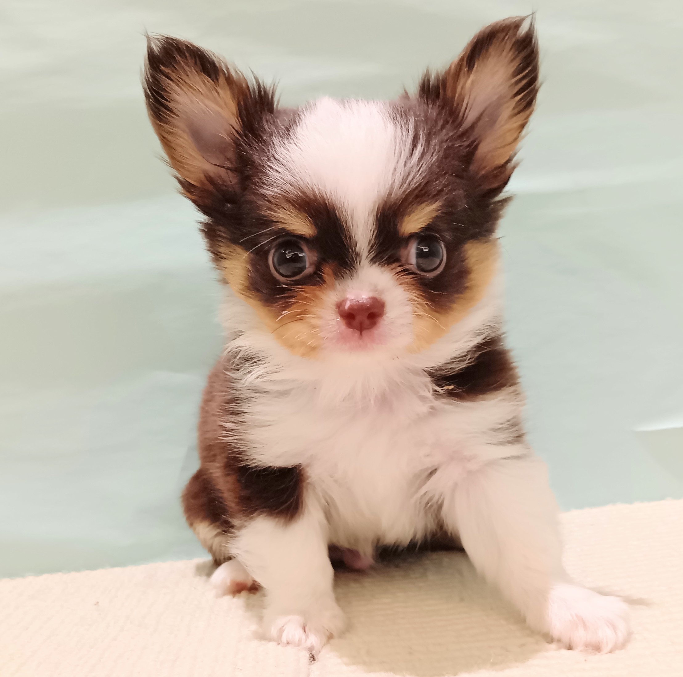 愛知県のチワワ(ロング) (犬の家＆猫の里春日井本店/2025年7月17日生まれ/男の子/チョコレートタンホワイト)の子犬の1枚目の画像