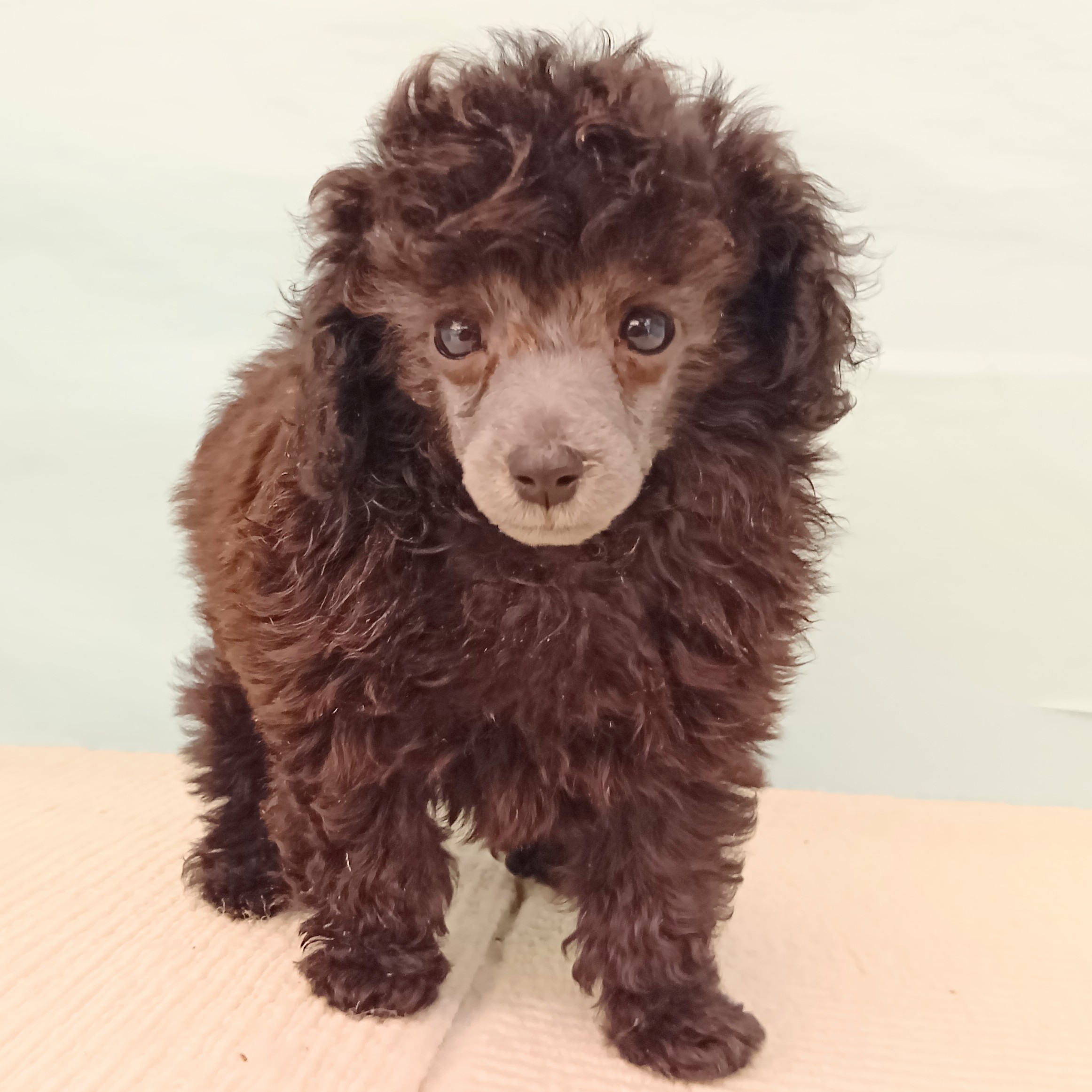 愛知県のトイプードル(タイニー) (犬の家＆猫の里エアポートウォーク店/2025年7月25日生まれ/男の子/グレー)の子犬の2枚目の画像