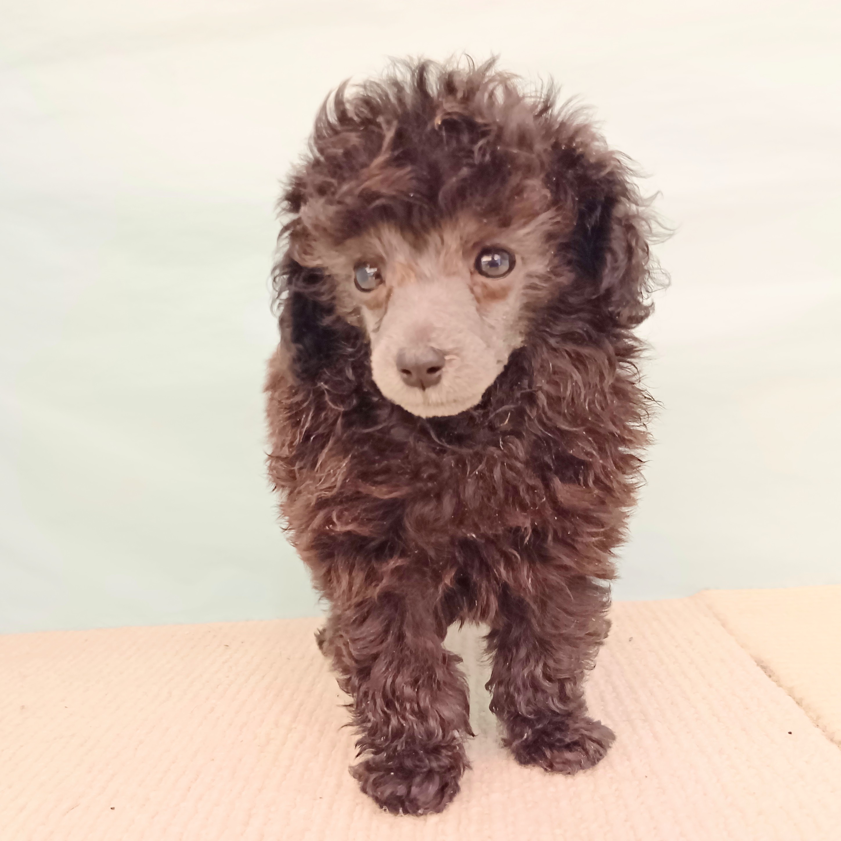 愛知県のタイニープードル (犬の家＆猫の里春日井本店/2025年7月25日生まれ/男の子/グレー)の子犬の1枚目の画像