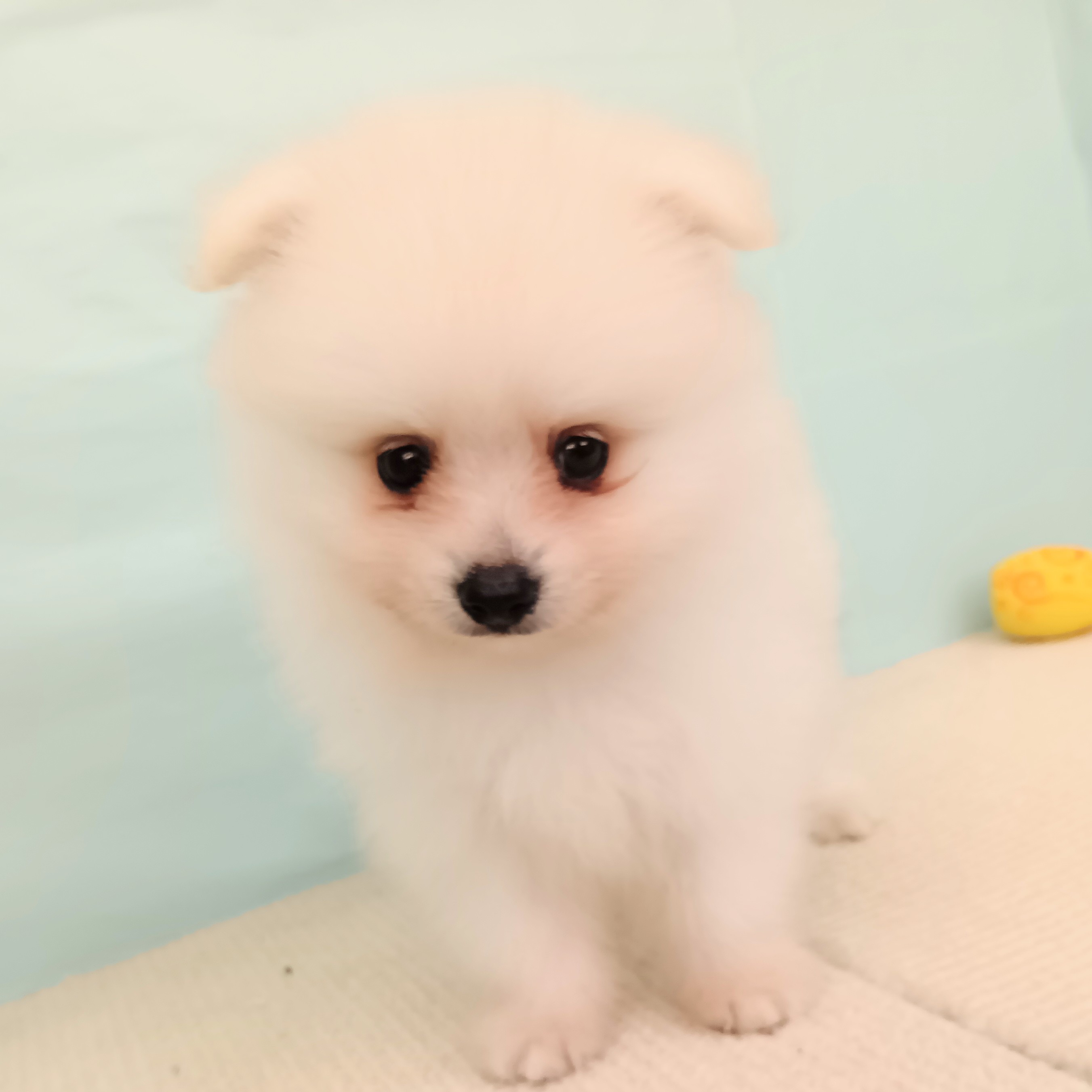 愛知県のポメラニアン (犬の家＆猫の里春日井本店/2025年7月27日生まれ/男の子/クリーム)の子犬の1枚目の画像