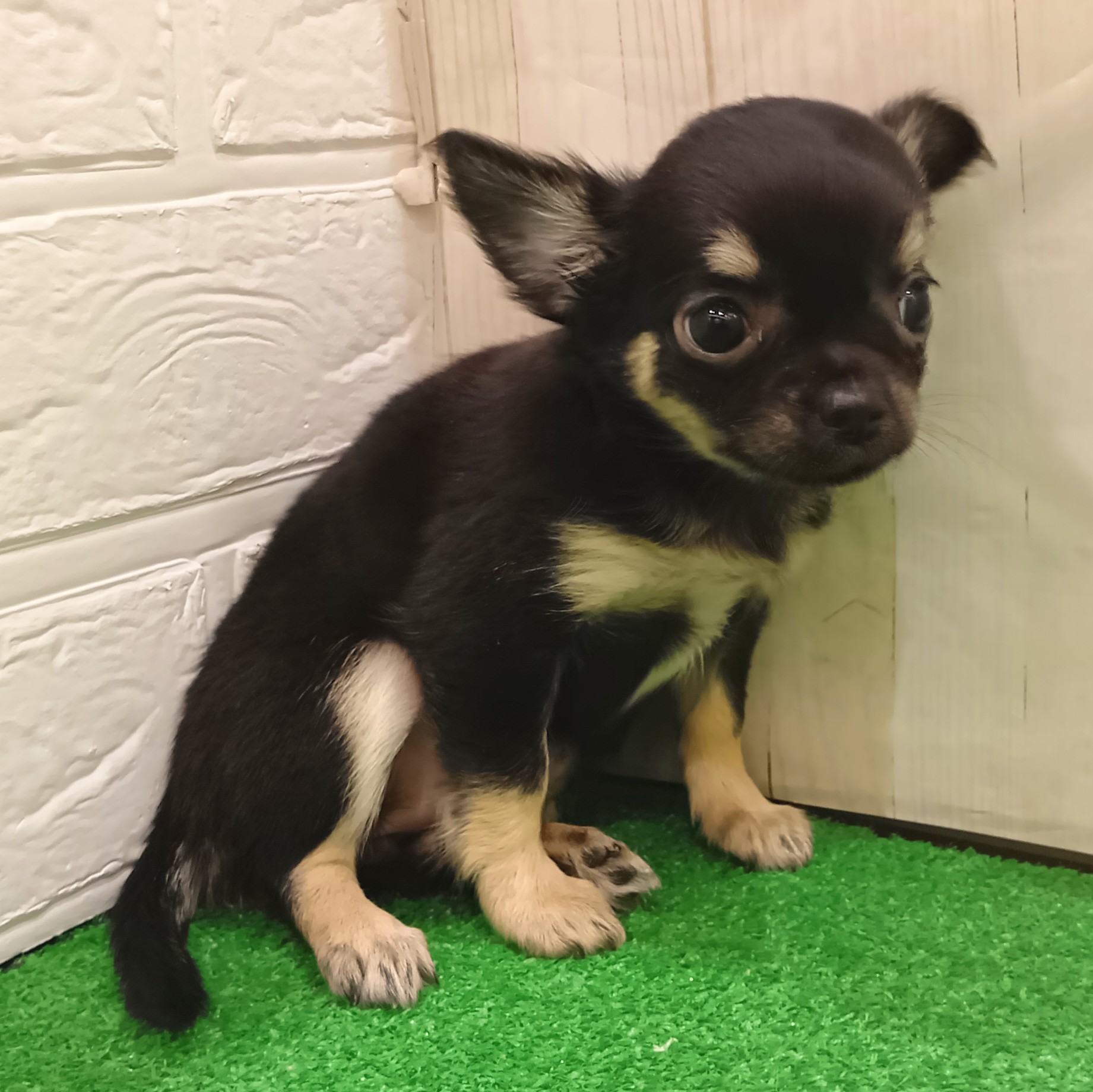 三重県のチワワ(ロング) (犬の家＆猫の里三重桑名店/2025年8月23日生まれ/女の子/ブラッククリーム)の子犬の2枚目の画像