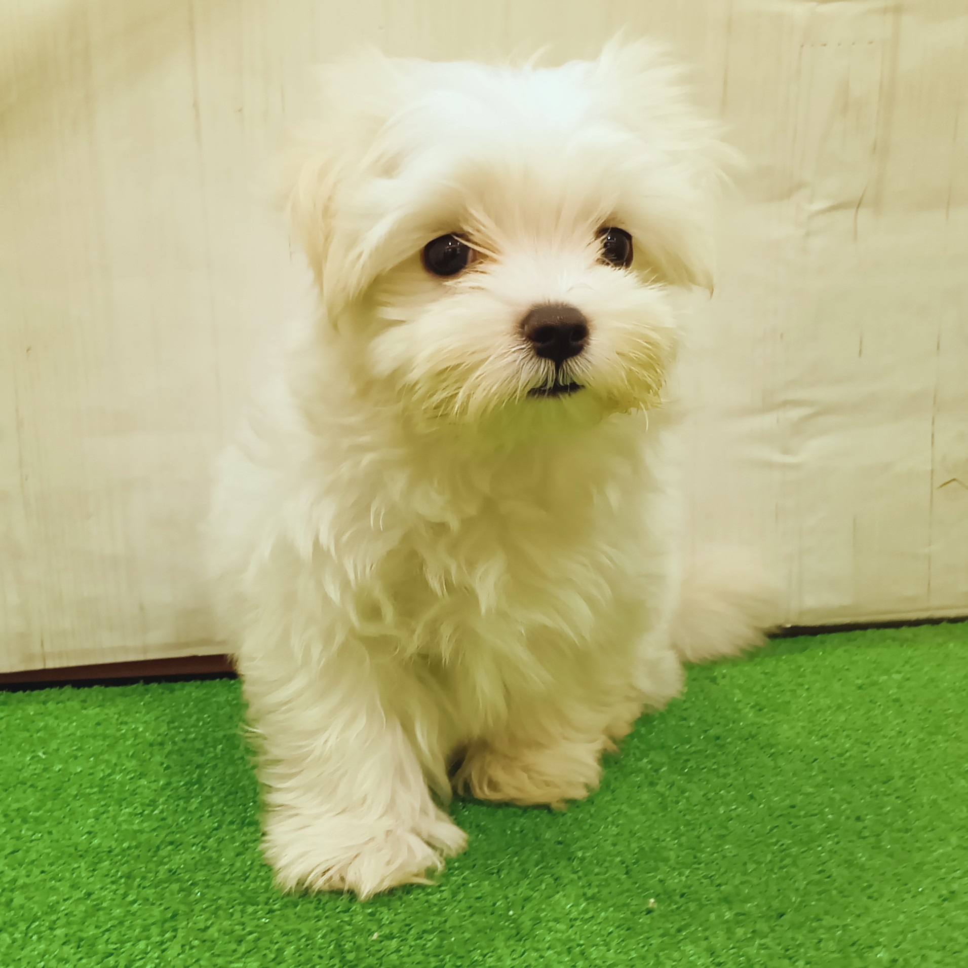 三重県のマルチーズ (犬の家＆猫の里三重桑名店/2025年8月26日生まれ/男の子/ホワイト)の子犬の1枚目の画像