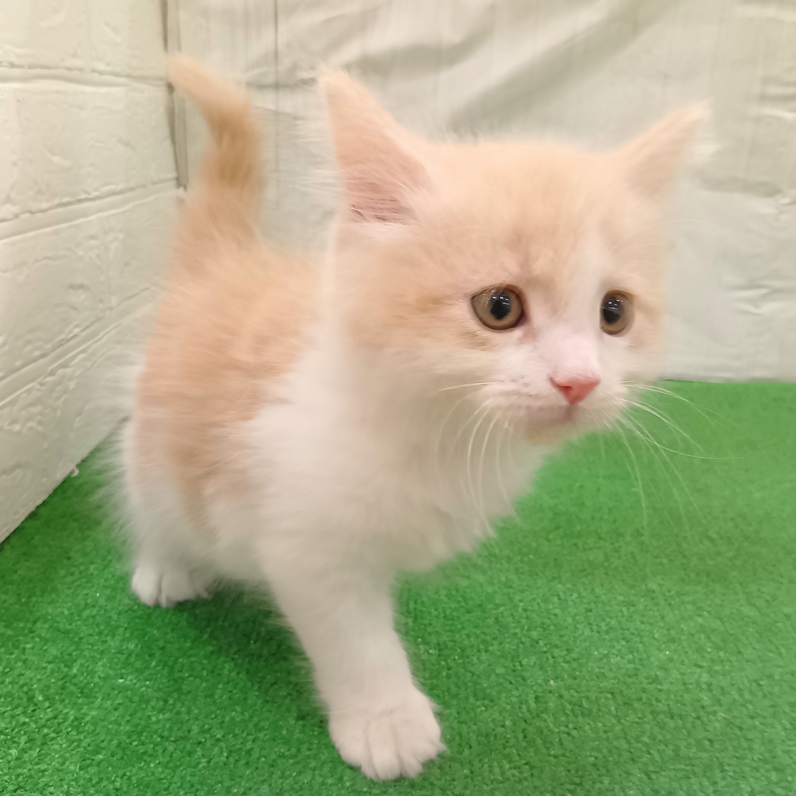 三重県のサイベリアン (犬の家＆猫の里三重桑名店/2025年8月27日生まれ/男の子/クリームタビーホワイト)の子猫の2枚目の画像