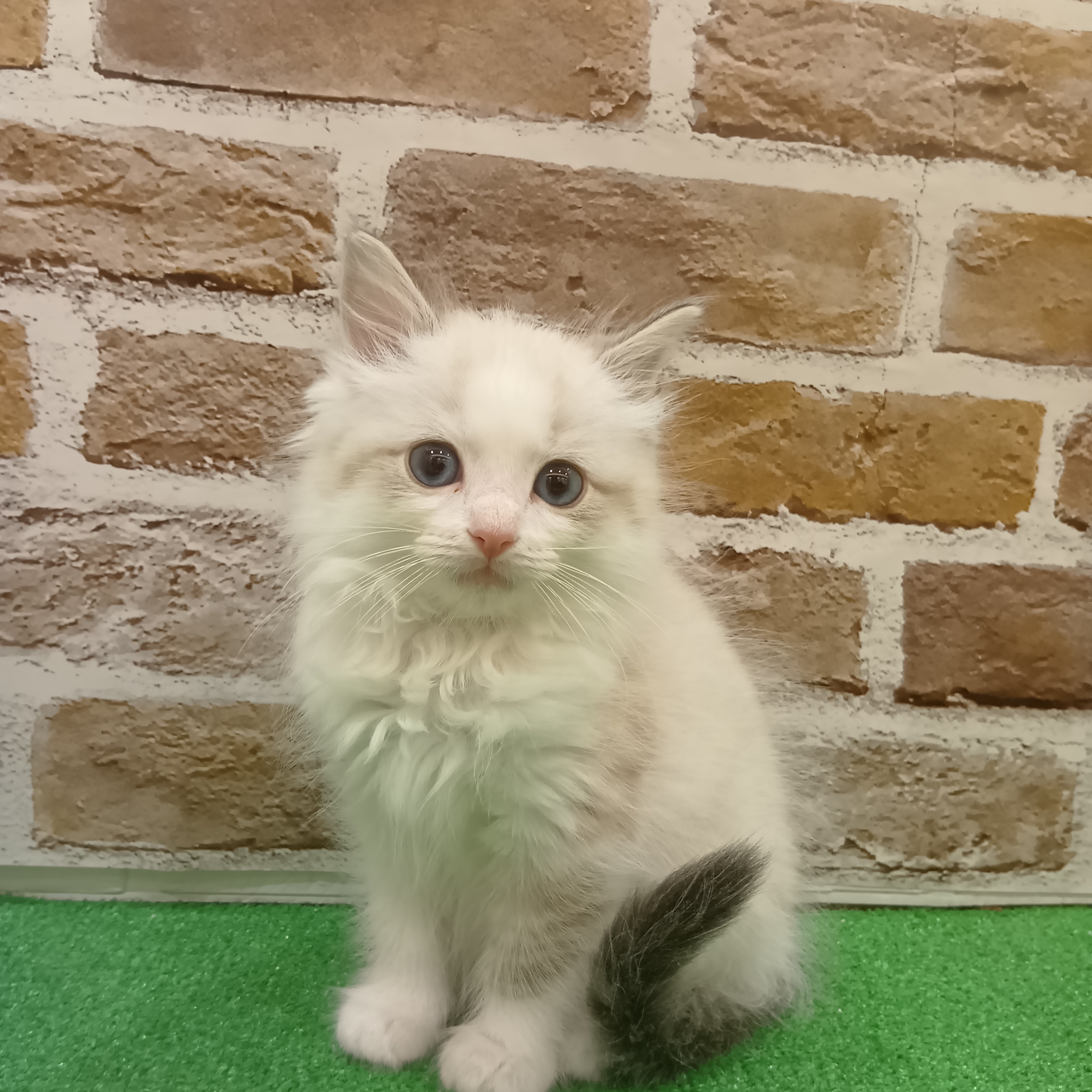 三重県のラグドール (犬の家＆猫の里三重桑名店/2025年9月23日生まれ/男の子/シールポイントバイカラー)の子猫の1枚目の画像