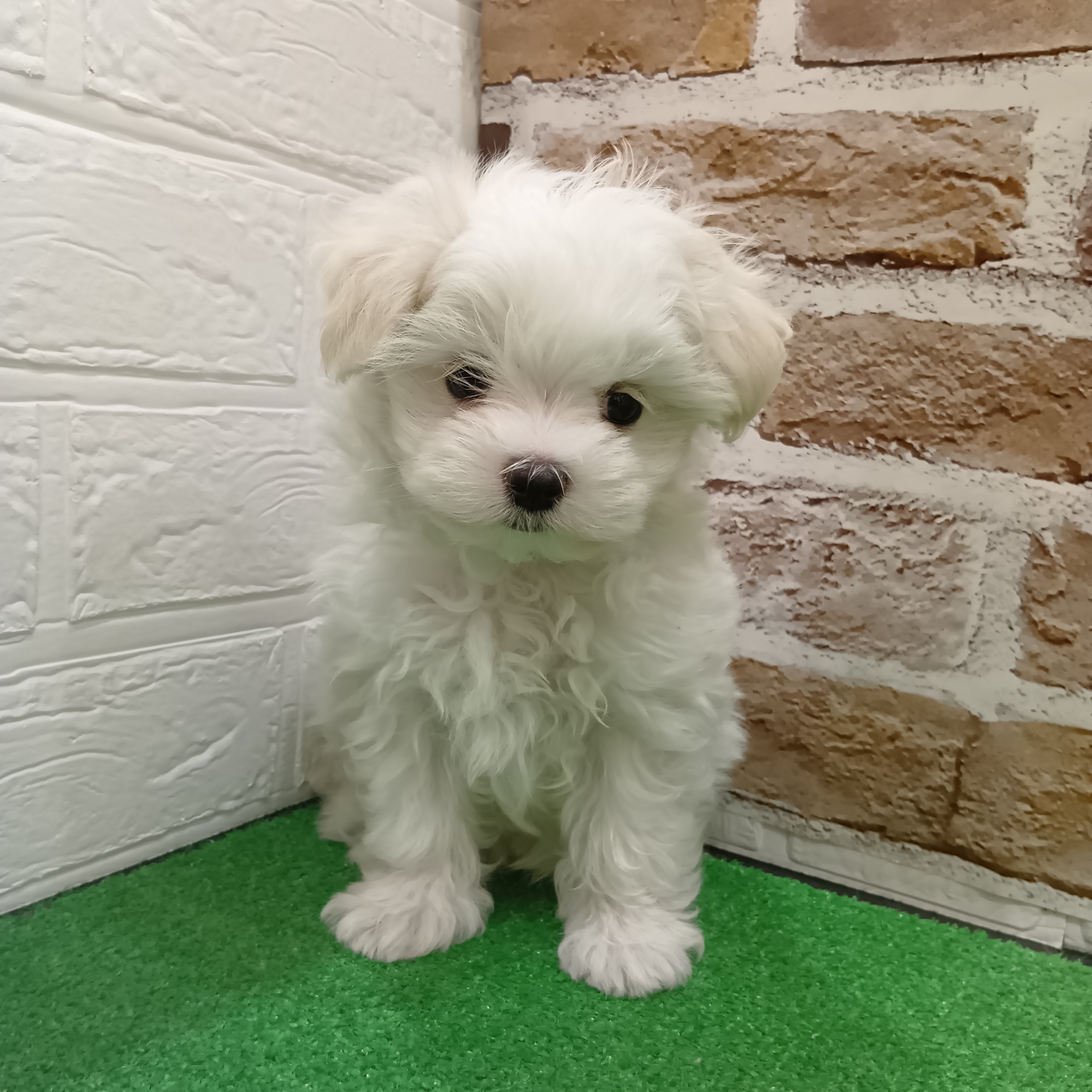 三重県のマルチーズ (犬の家＆猫の里三重桑名店/2025年9月17日生まれ/男の子/ホワイト)の子犬の1枚目の画像