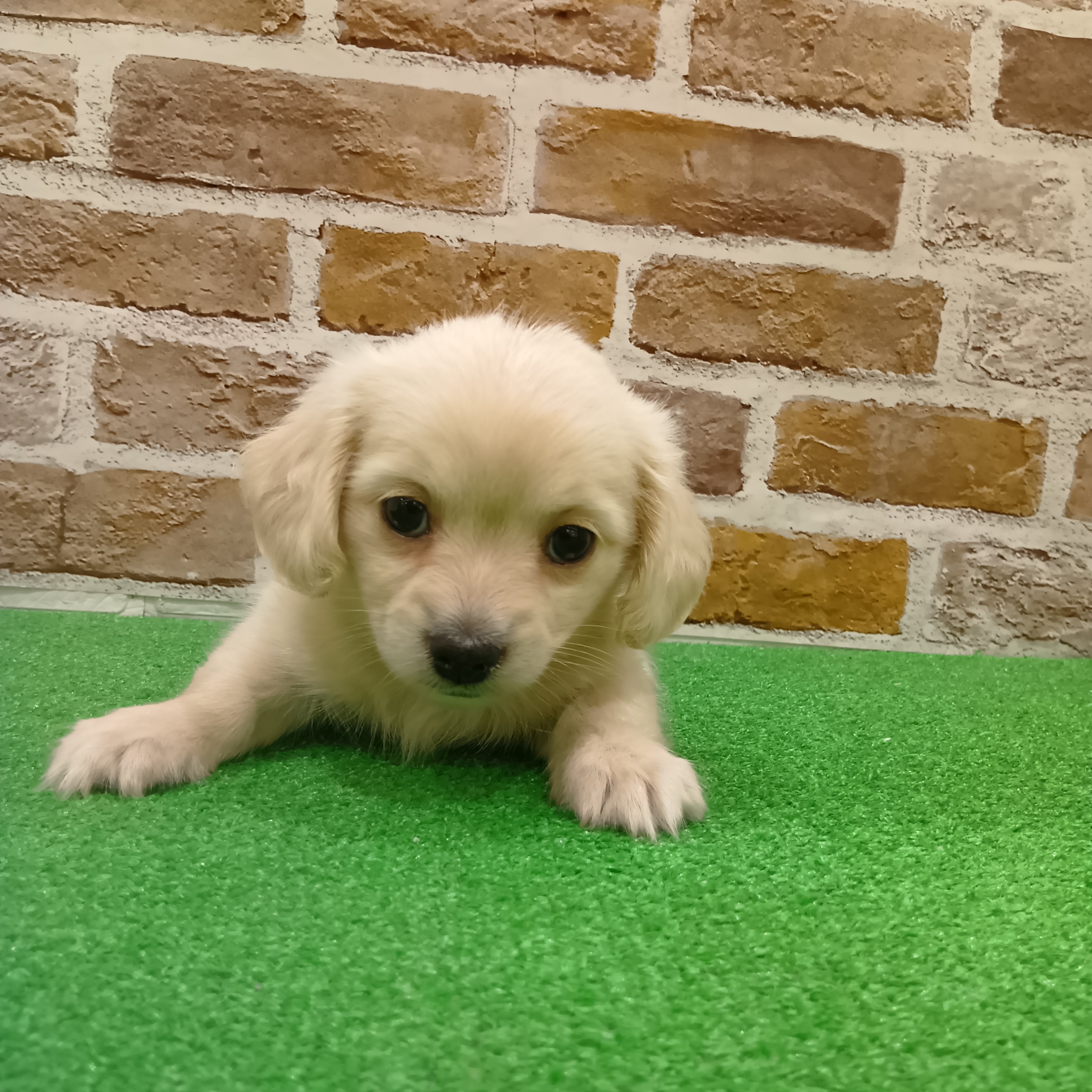 三重県のチワックス(チワワ×ダックス) (犬の家＆猫の里三重桑名店/2025年9月30日生まれ/男の子/クリーム)の子犬の1枚目の画像