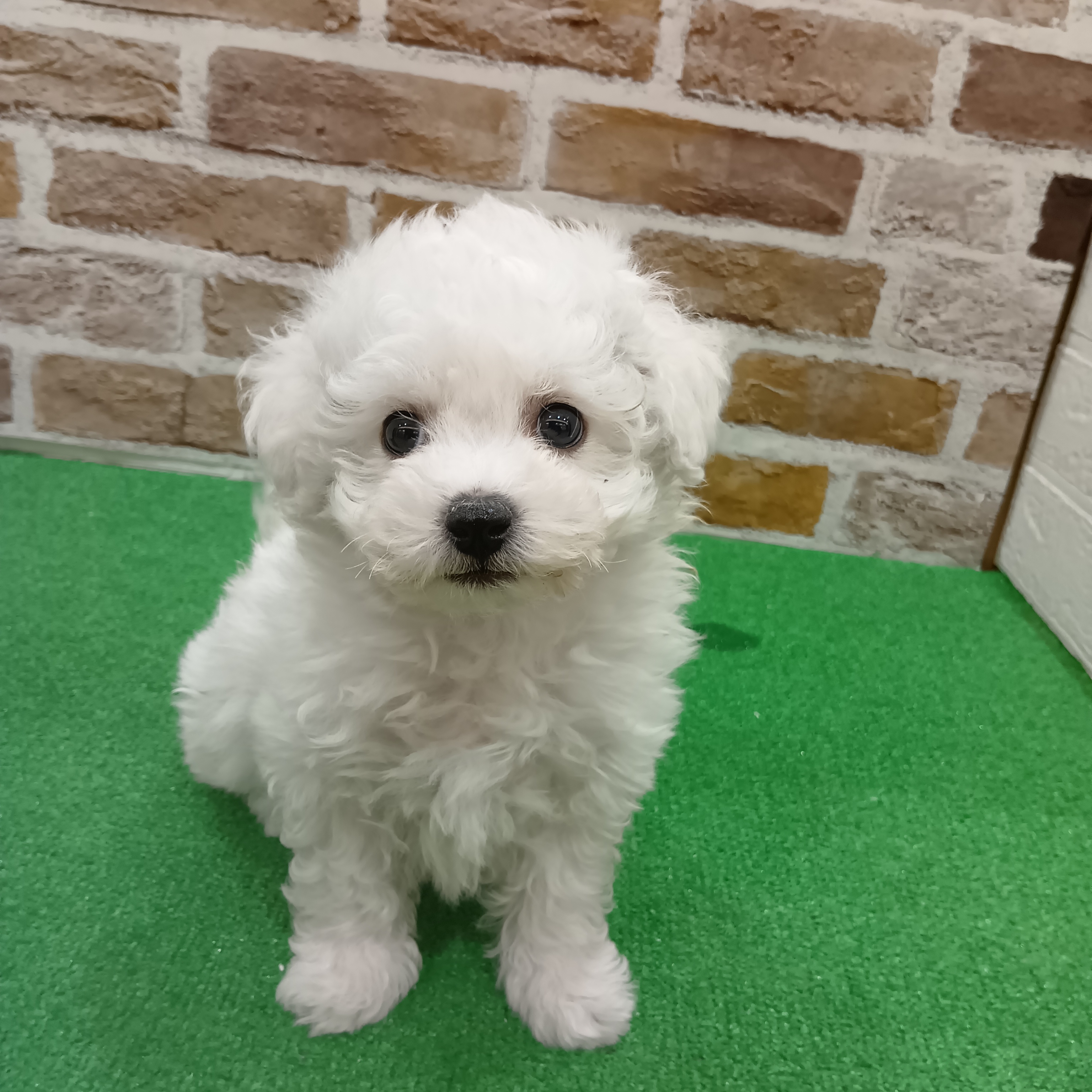 ビションフリーゼ男の子の写真