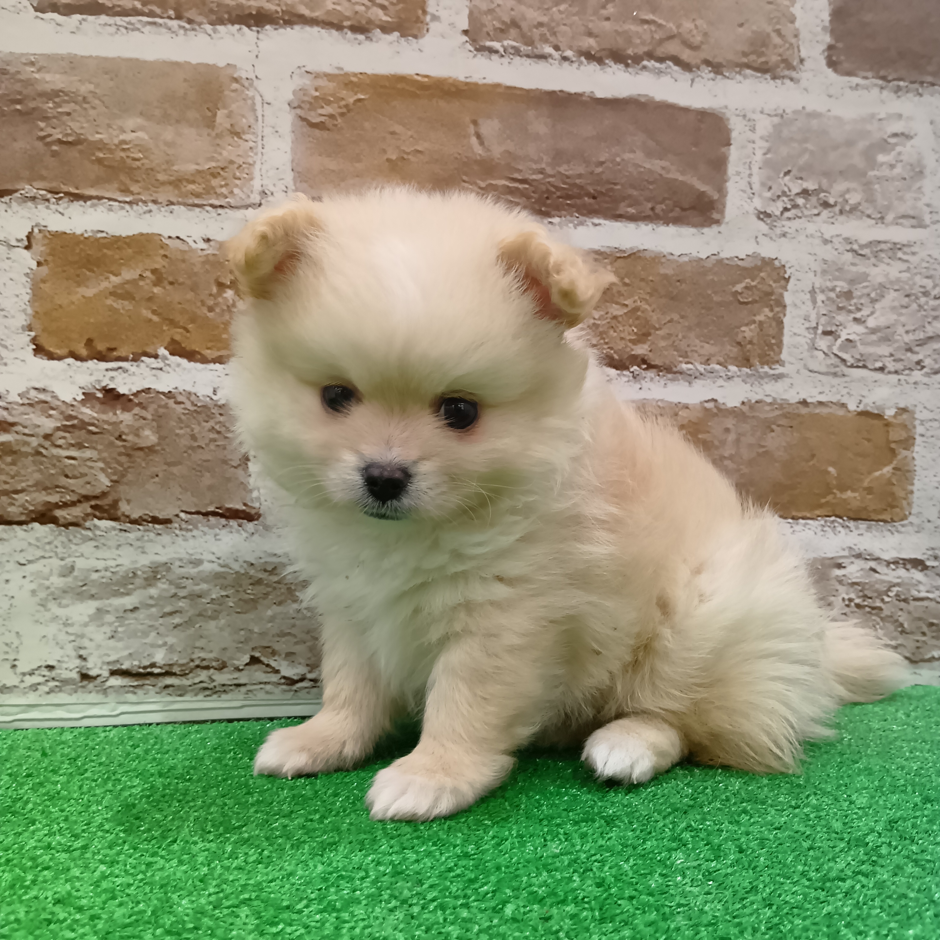 ハーフ犬男の子の写真