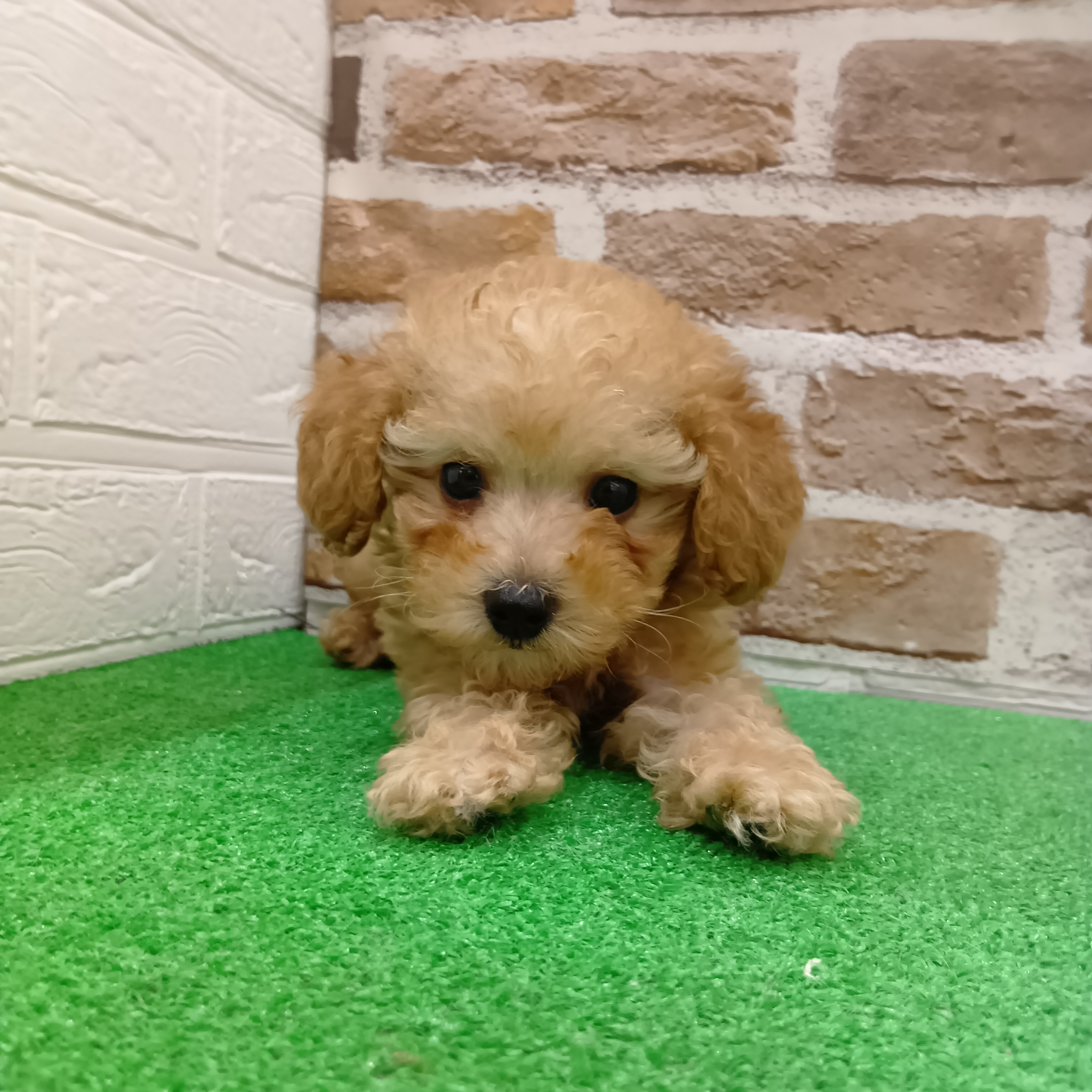 トイプードル男の子の写真