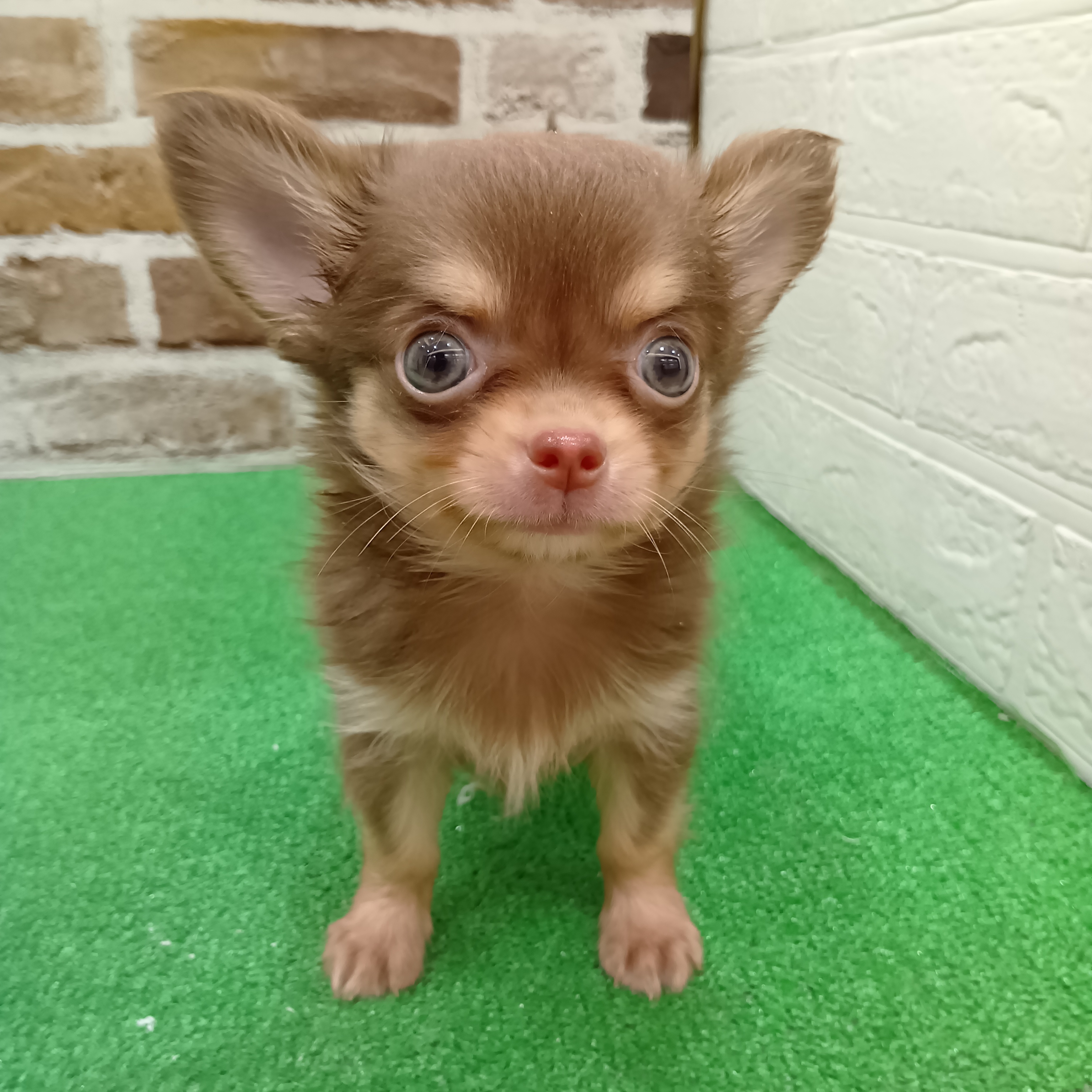 チワワ（ロング）男の子の写真