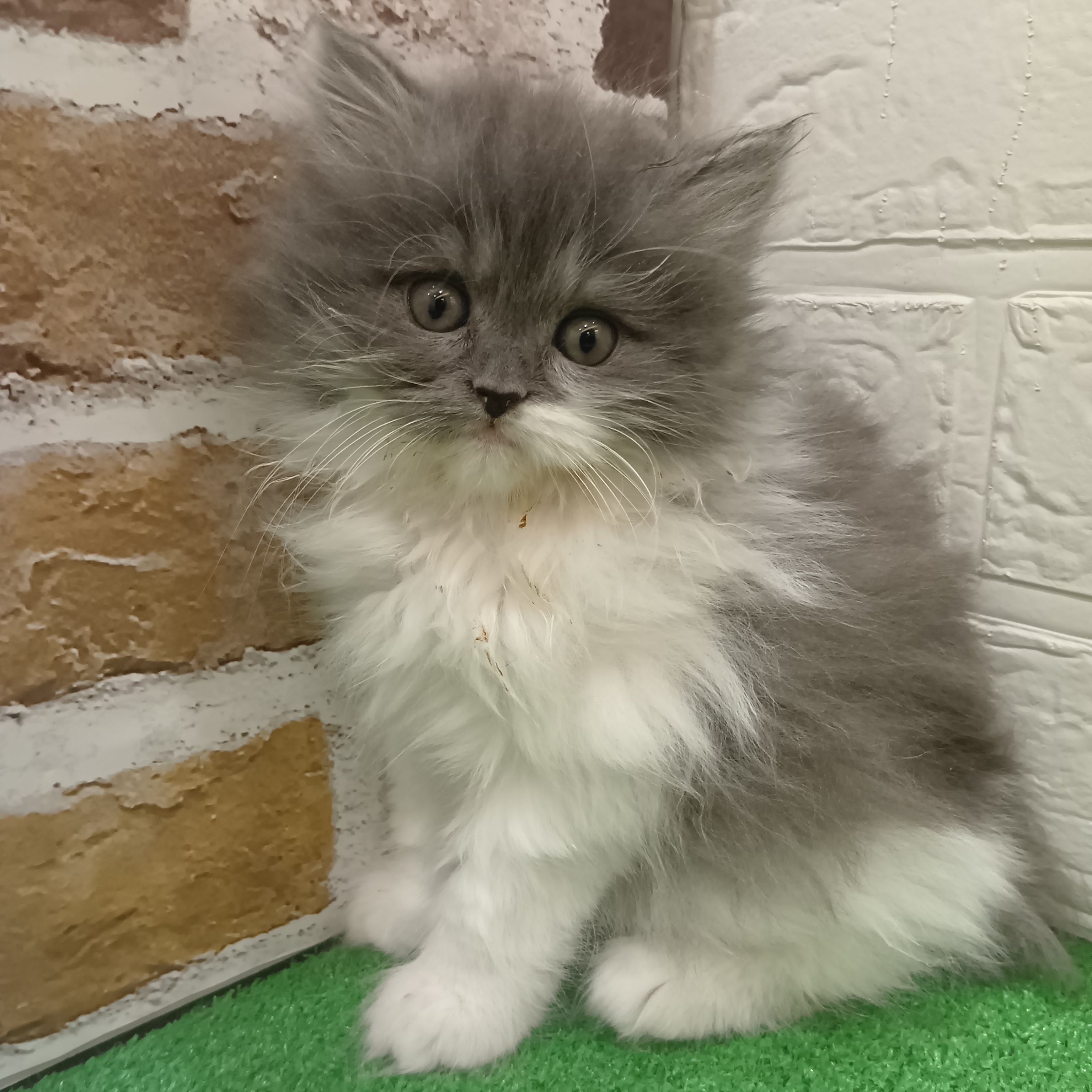 三重県のサイベリアン (犬の家＆猫の里三重桑名店/2025年10月24日生まれ/女の子/ブルータビーホワイト)の子猫の1枚目の画像