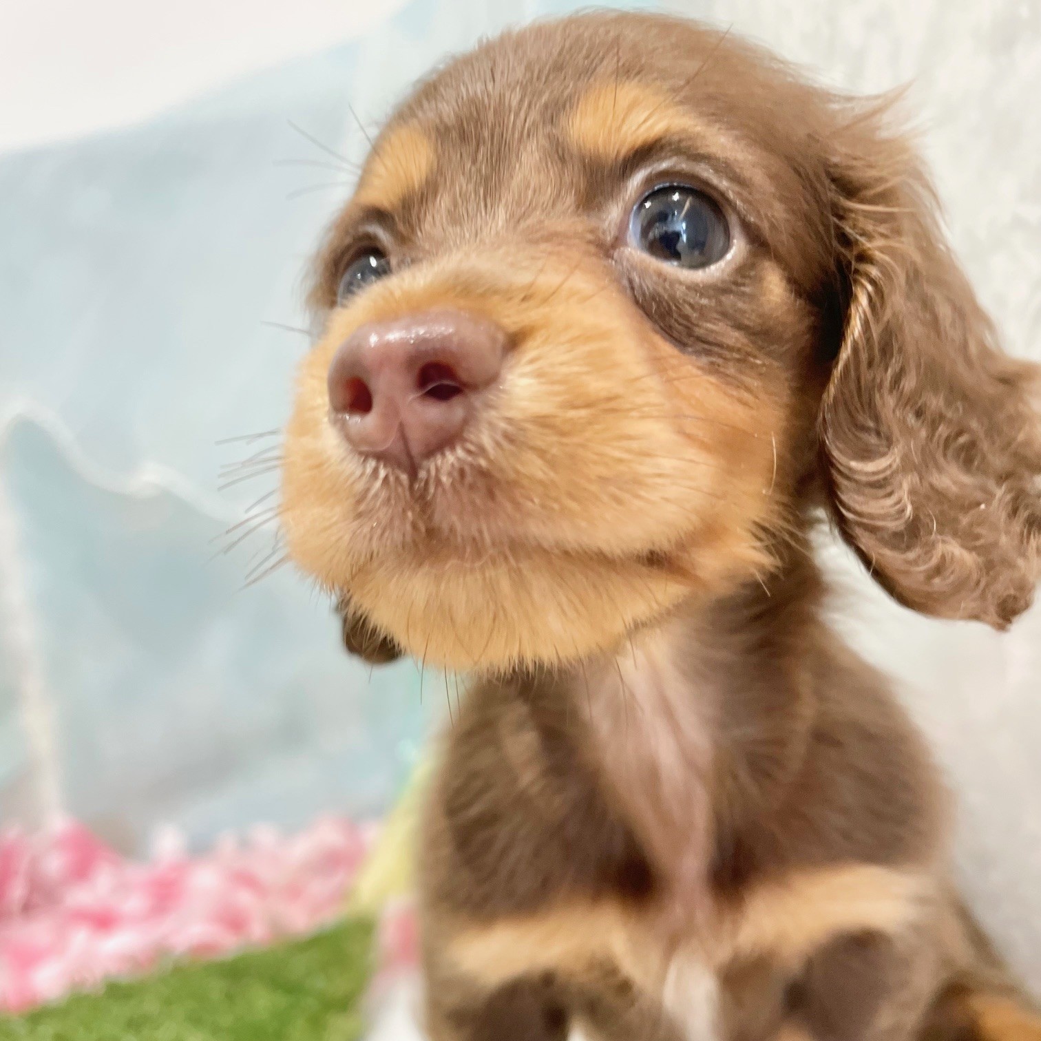 福岡県のミニチュアダックスフンド(ロング) (犬の家＆猫の里くりえいと宗像店/2026年6月13日生まれ/女の子/チョコレートタン)の子犬の2枚目の画像