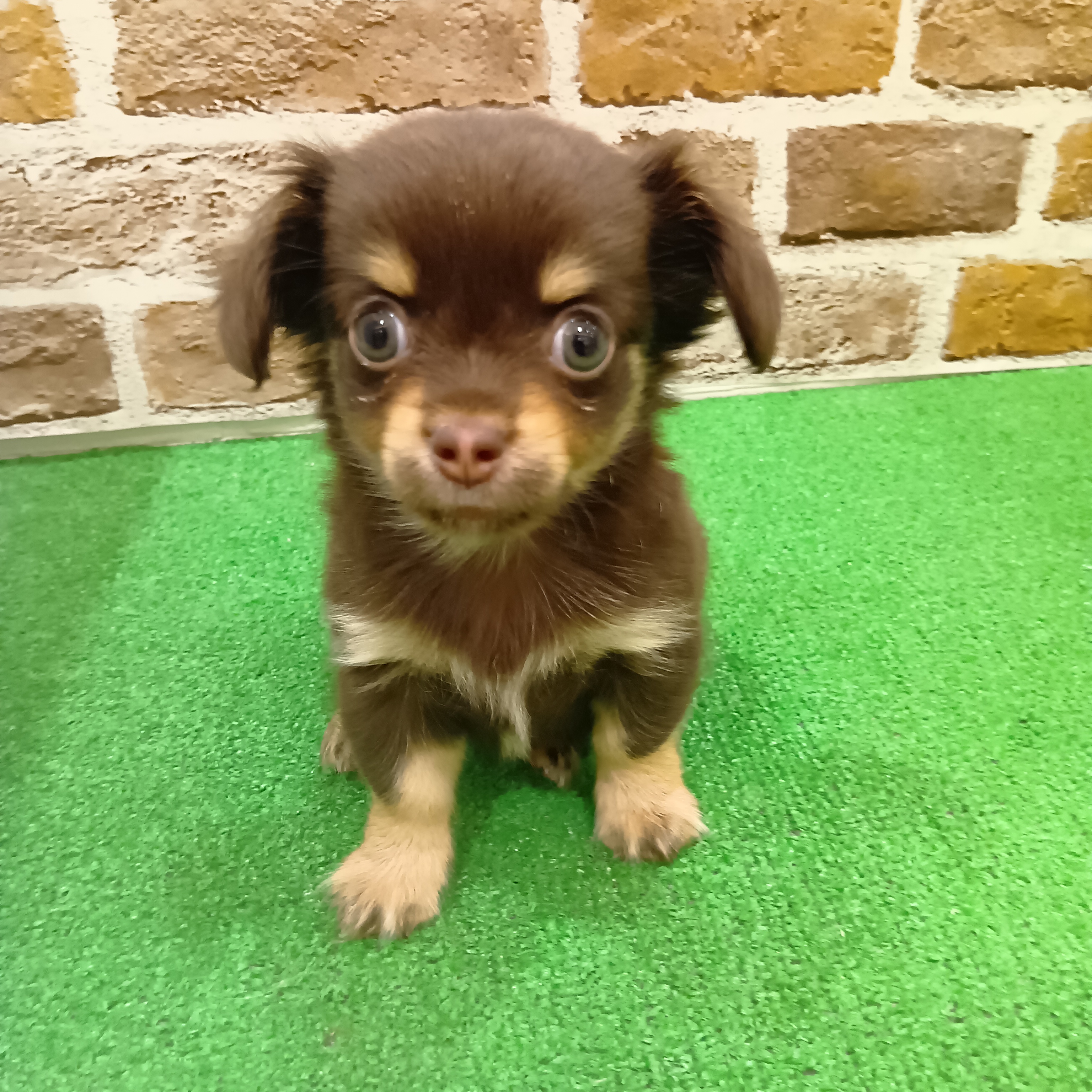 三重県のチワックス(チワワ×ダックス) (犬の家＆猫の里三重桑名店/2025年11月3日生まれ/男の子/チョコレートタン)の子犬の1枚目の画像