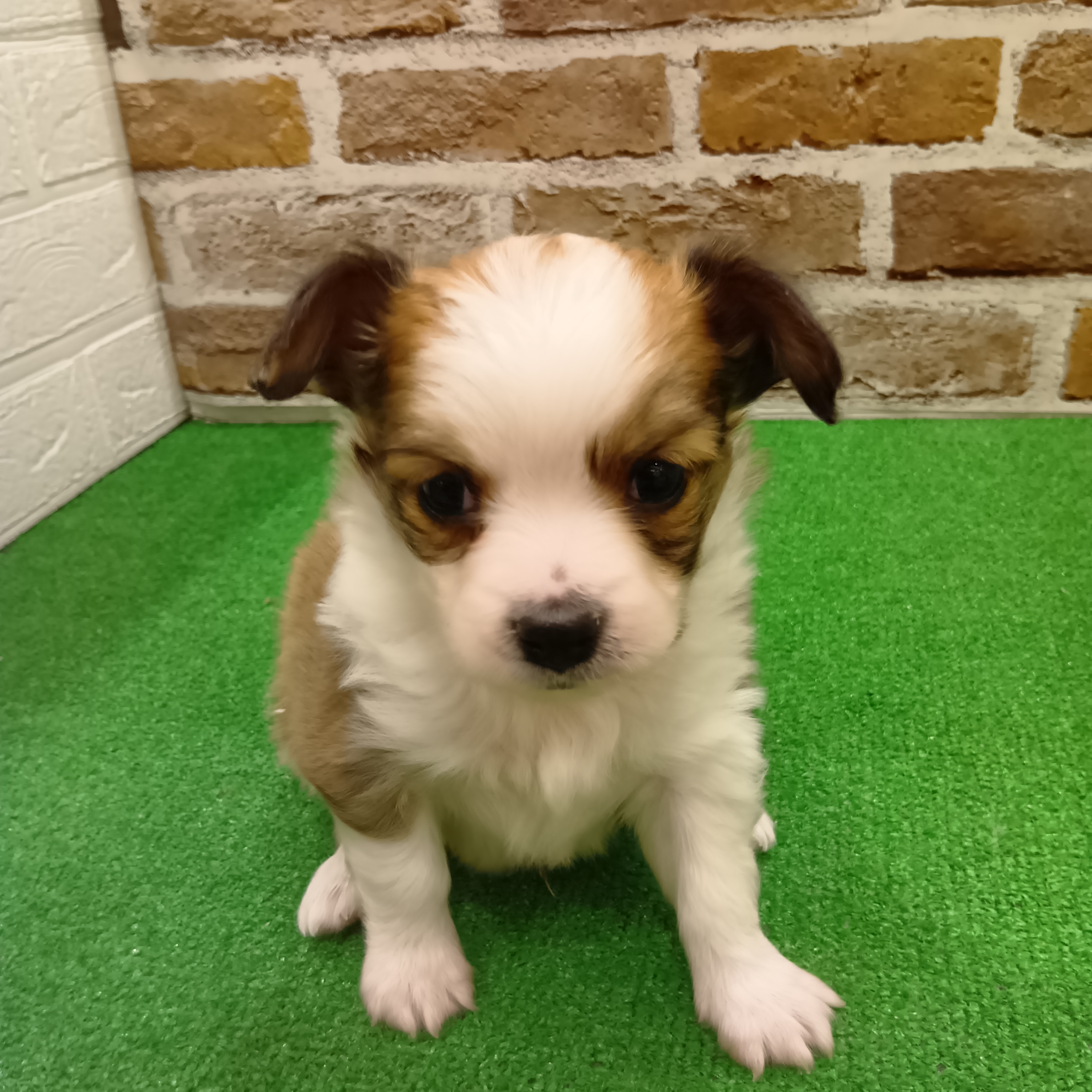 三重県のパピチー/チワパピ(パピヨン×チワワ) (犬の家＆猫の里三重桑名店/2025年11月3日生まれ/男の子/ホワイトブラウン)の子犬