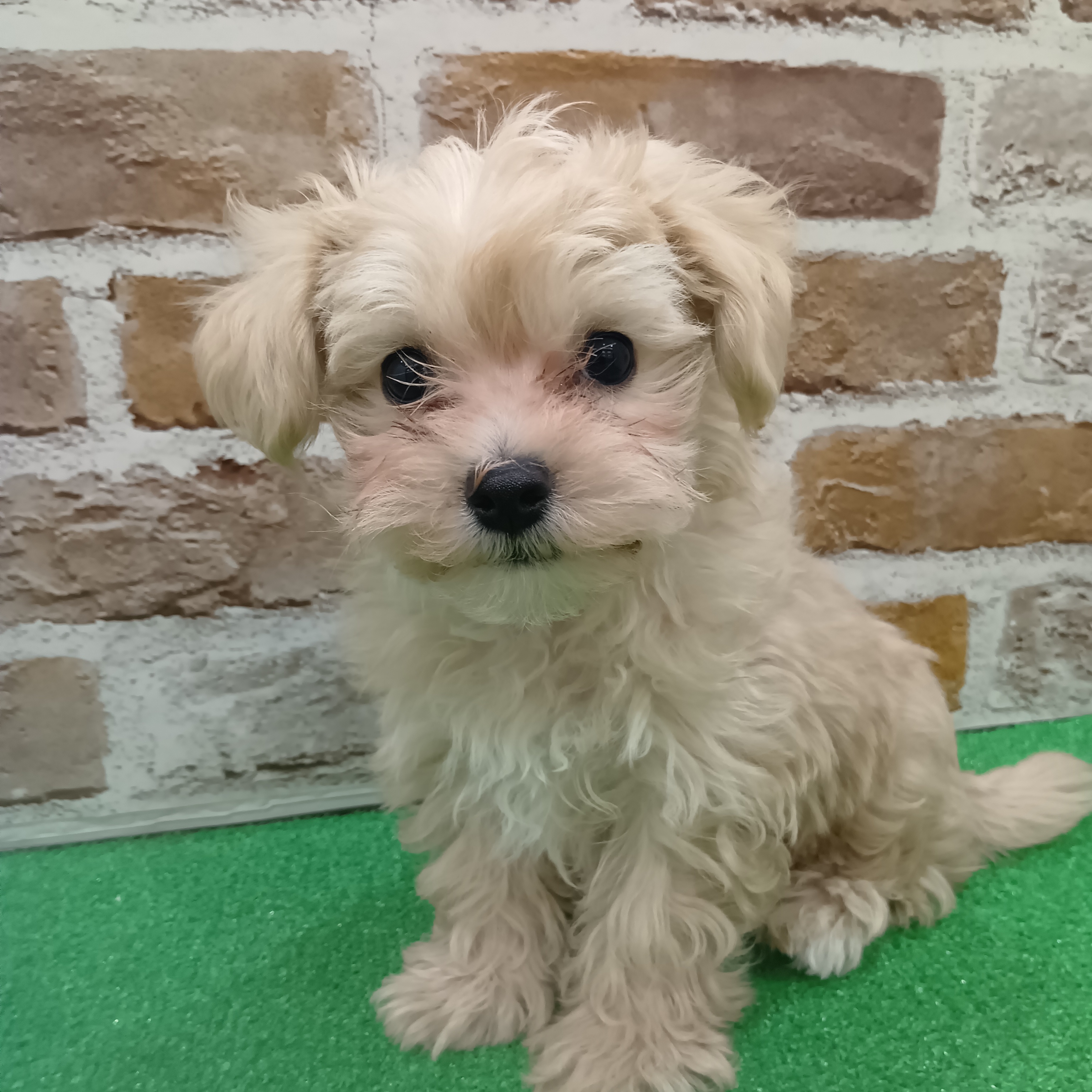 三重県のマルプー(マルチーズ×プードル) (犬の家＆猫の里三重桑名店/2025年11月6日生まれ/女の子/クリーム)の子犬の2枚目の画像