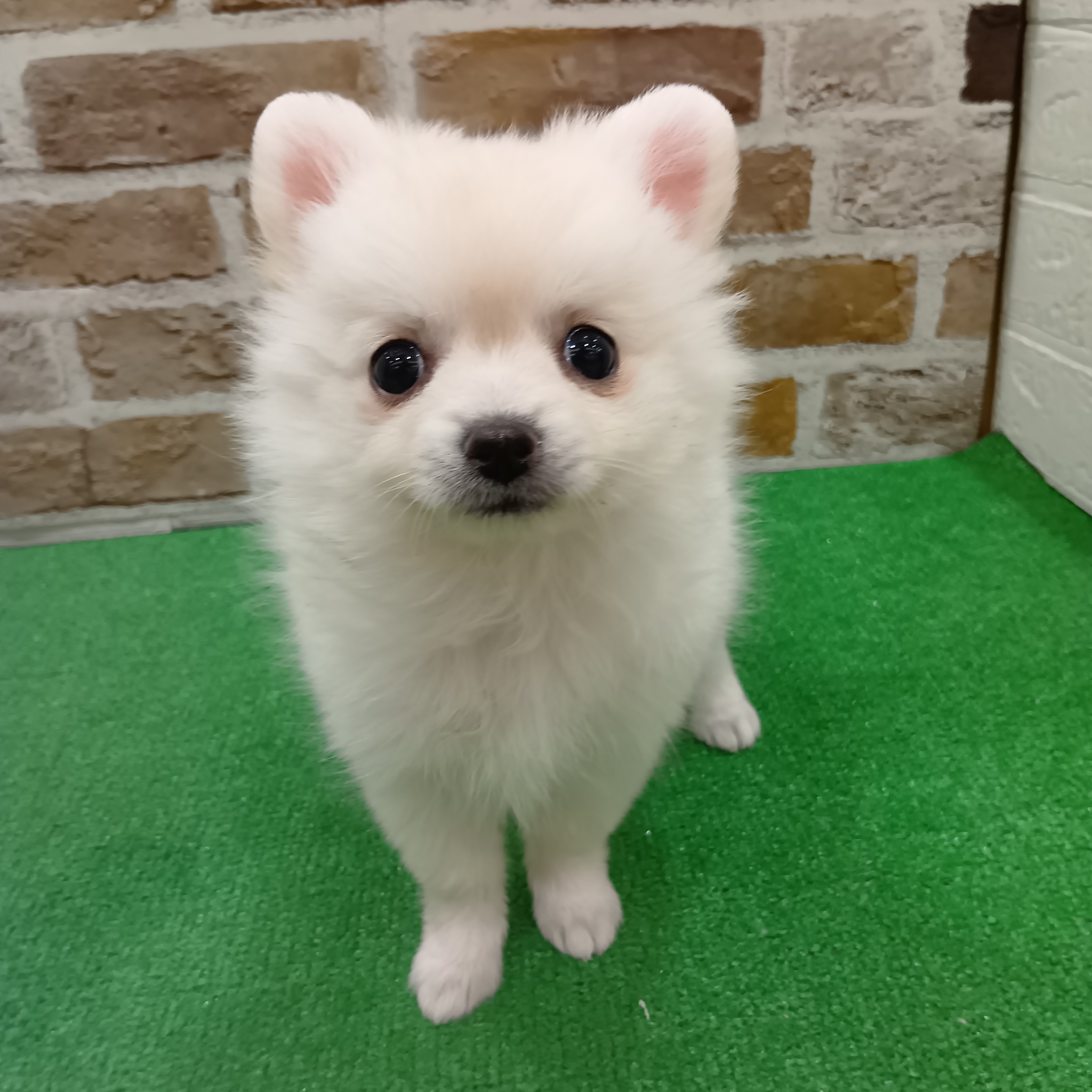 三重県のポメチワ/チワポメ/ポメチー(ポメラニアン×チワワ) (犬の家＆猫の里三重桑名店/2025年11月9日生まれ/女の子/ホワイト)の子犬