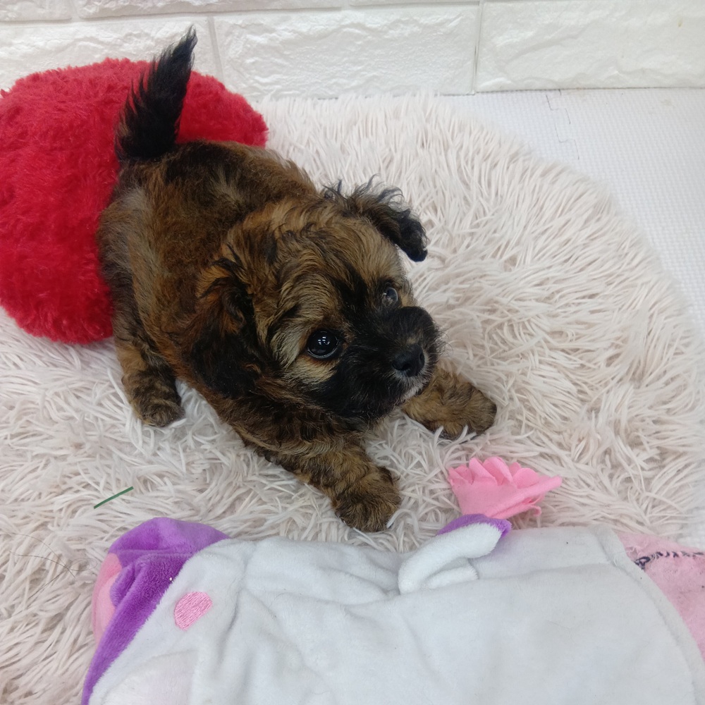愛知県のチワプー/プーチー(チワワ×プードル) (犬の家＆猫の里MEGAドン・キホーテ東海名和店/2025年12月15日生まれ/男の子/フォーン)の子犬の2枚目の画像