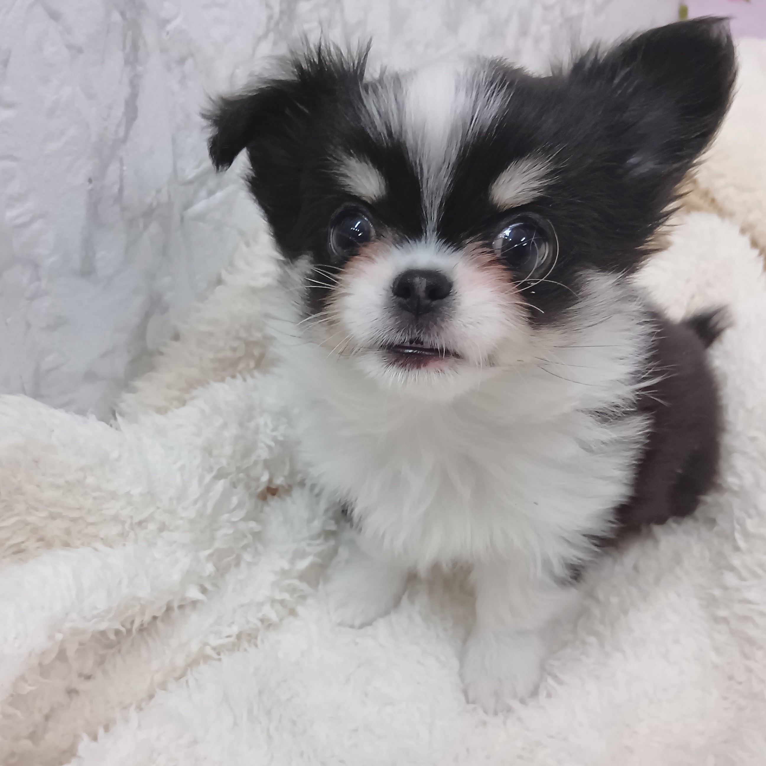 愛知県のチワワ(ロング) (犬の家＆猫の里エアポートウォーク店/2026年1月12日生まれ/男の子/ブラックタンホワイト)の子犬の2枚目の画像