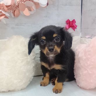 静岡県のチワックス(チワワ×ダックス) (犬の家＆猫の里プレ葉ウォーク浜北店/2026年1月12日生まれ/女の子/ブラックタン)の子犬の2枚目の画像