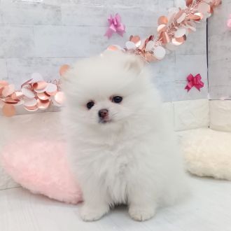 ポメラニアン女の子の写真