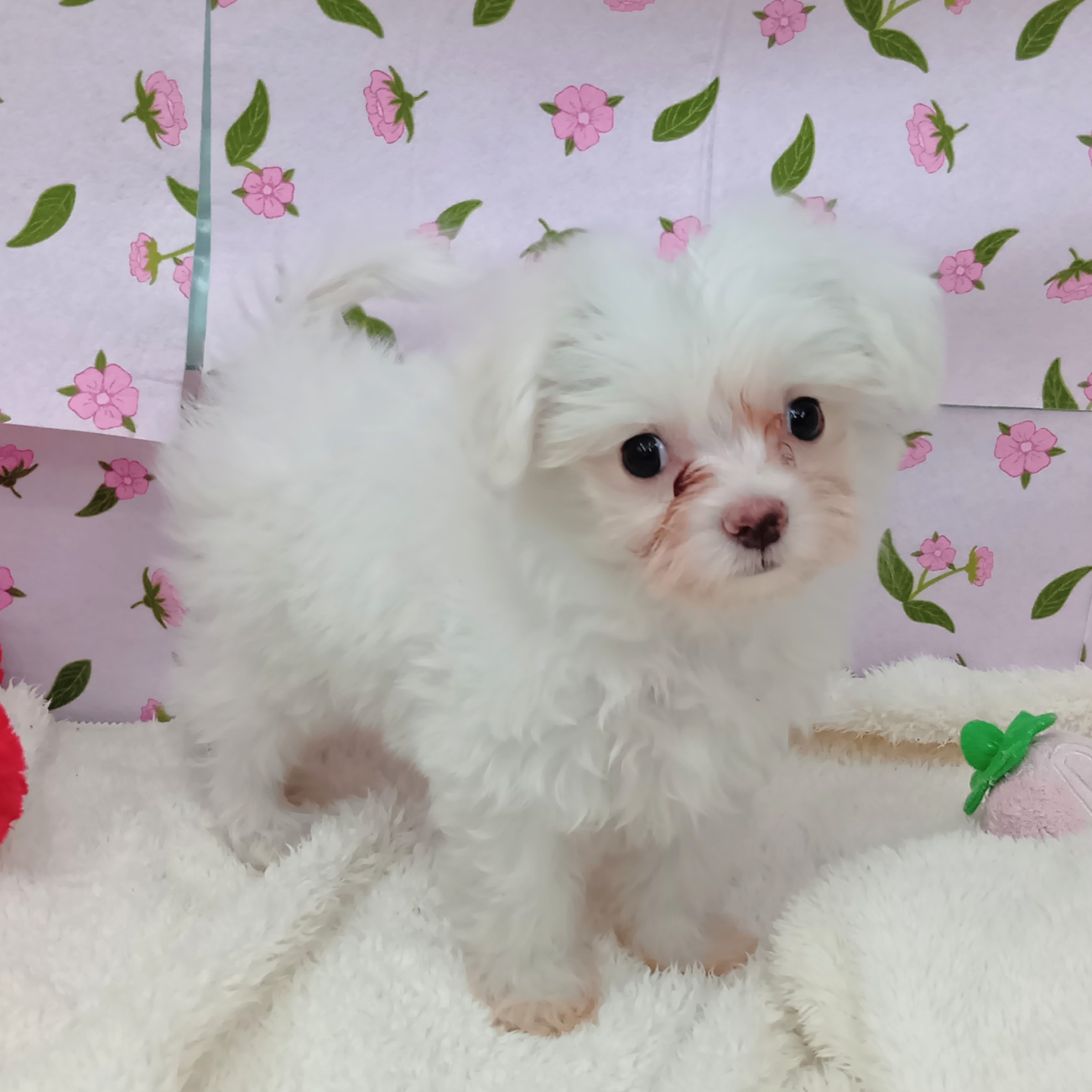 愛知県のチワマル/マルチワ(チワワ×マルチーズ) (犬の家＆猫の里エアポートウォーク店/2026年1月11日生まれ/男の子/クリームホワイト)の子犬の1枚目の画像