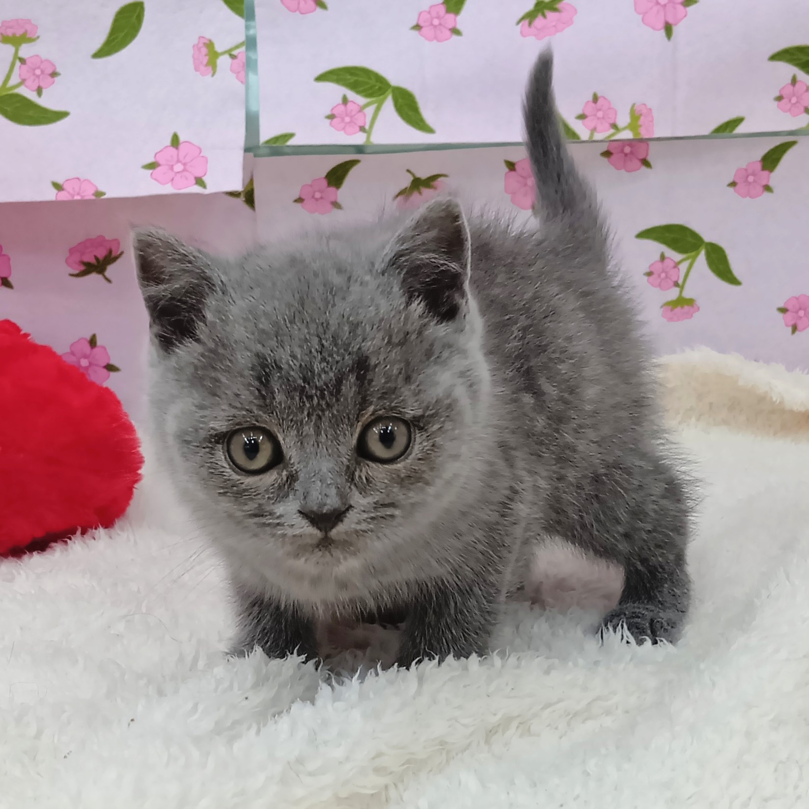 ブリティッシュショートヘア男の子の写真