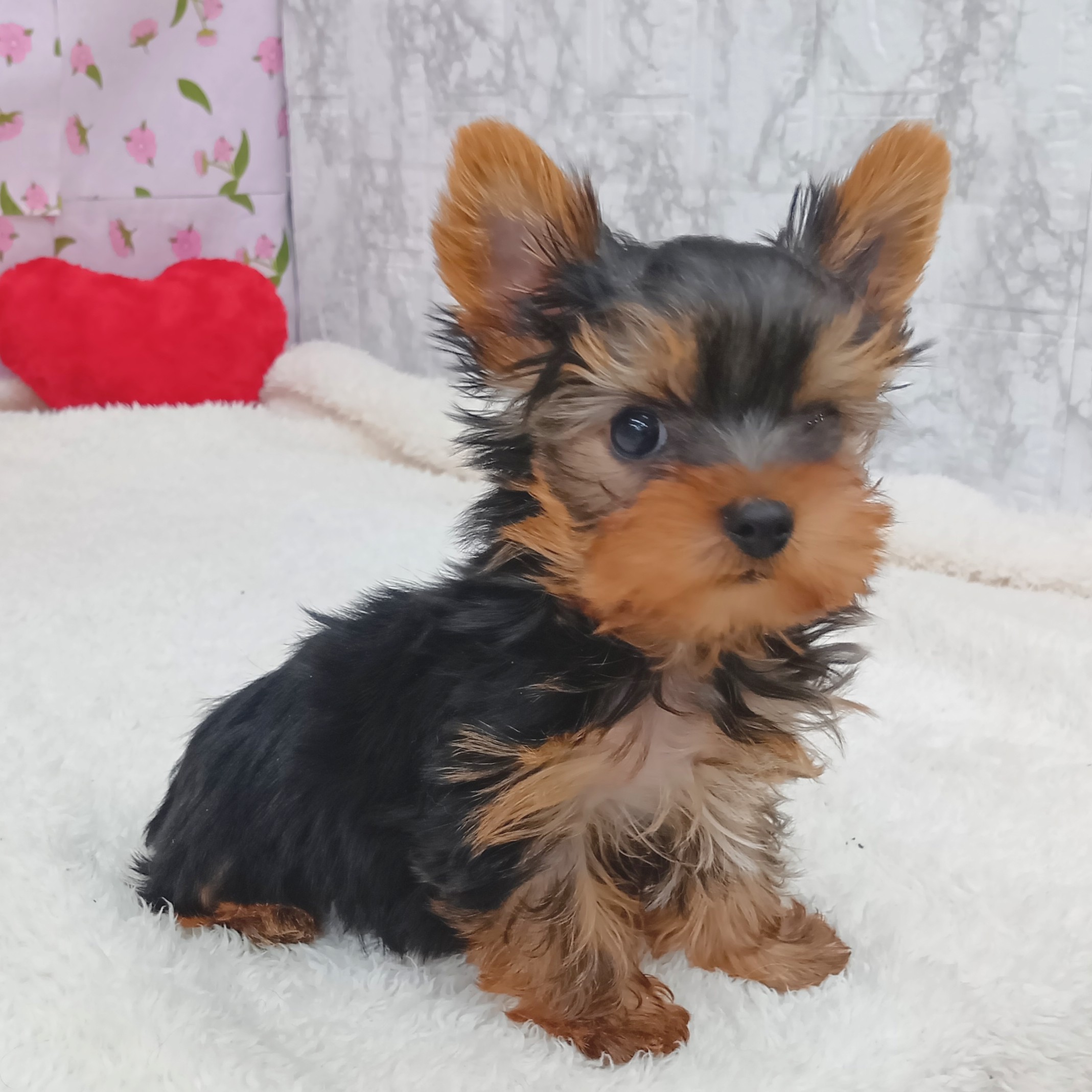 愛知県のヨークシャーテリア (犬の家＆猫の里エアポートウォーク店/2026年1月30日生まれ/男の子/スチールブルータン)の子犬の1枚目の画像
