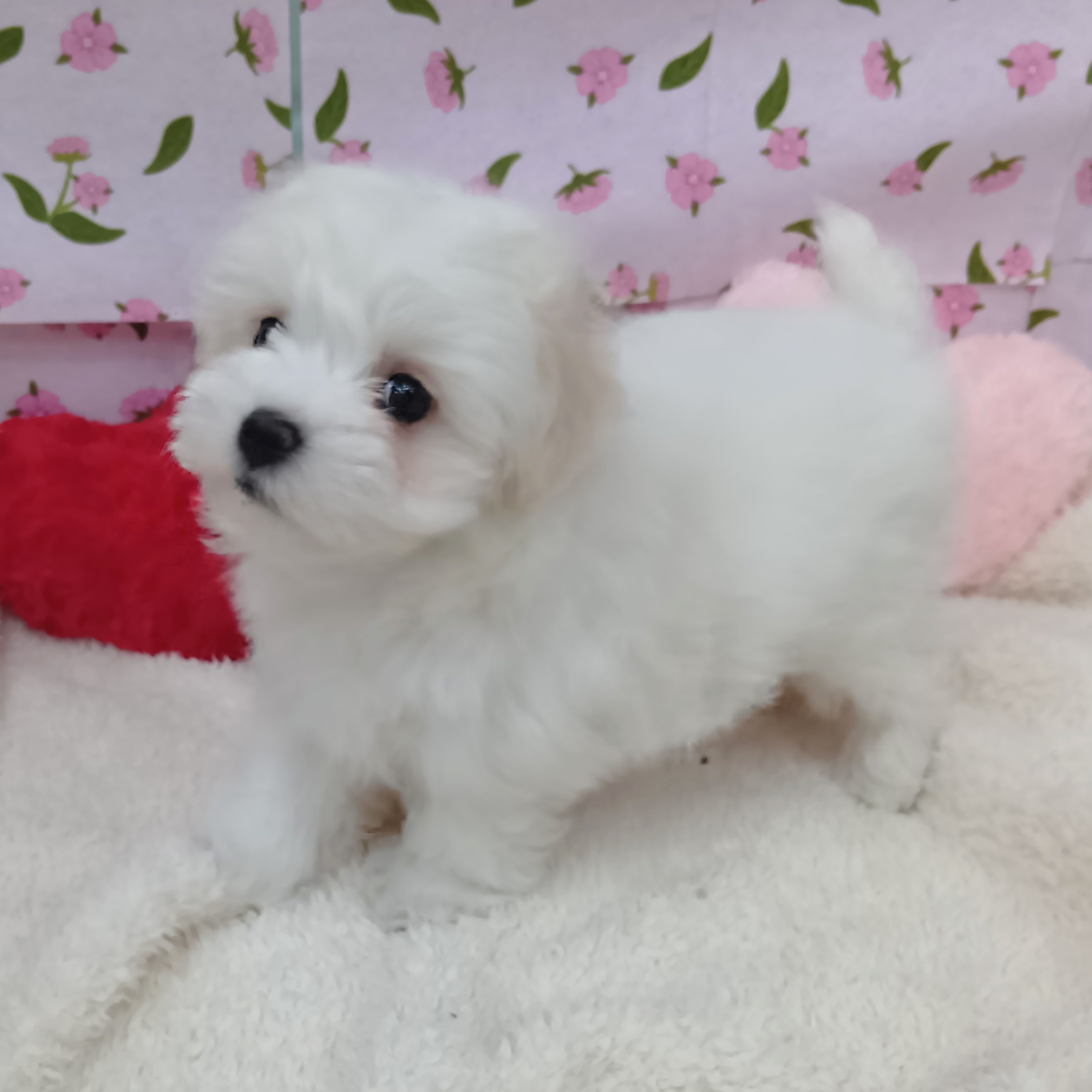 愛知県のハーフ犬・ミックス犬 (犬の家＆猫の里エアポートウォーク店/2026年2月8日生まれ/女の子/ホワイト)の子犬の1枚目の画像