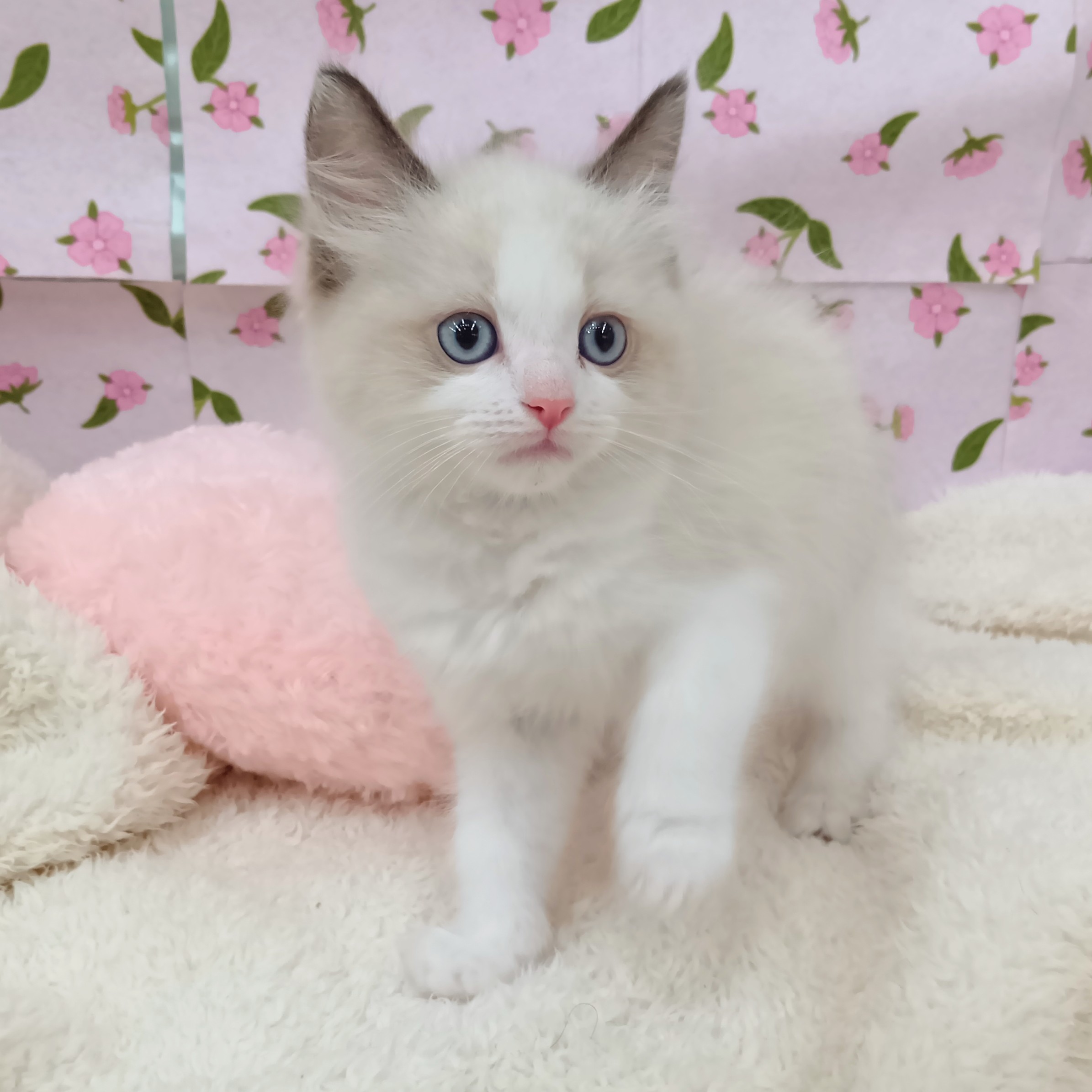 愛知県のラグドール (犬の家＆猫の里エアポートウォーク店/2026年2月4日生まれ/男の子/シールポイントバイカラー)の子猫の1枚目の画像