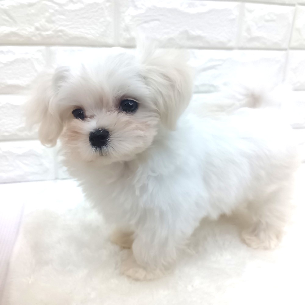 愛知県のマルチーズ (犬の家＆猫の里MEGAドン・キホーテ東海名和店/2026年2月16日生まれ/女の子/ホワイト)の子犬の2枚目の画像